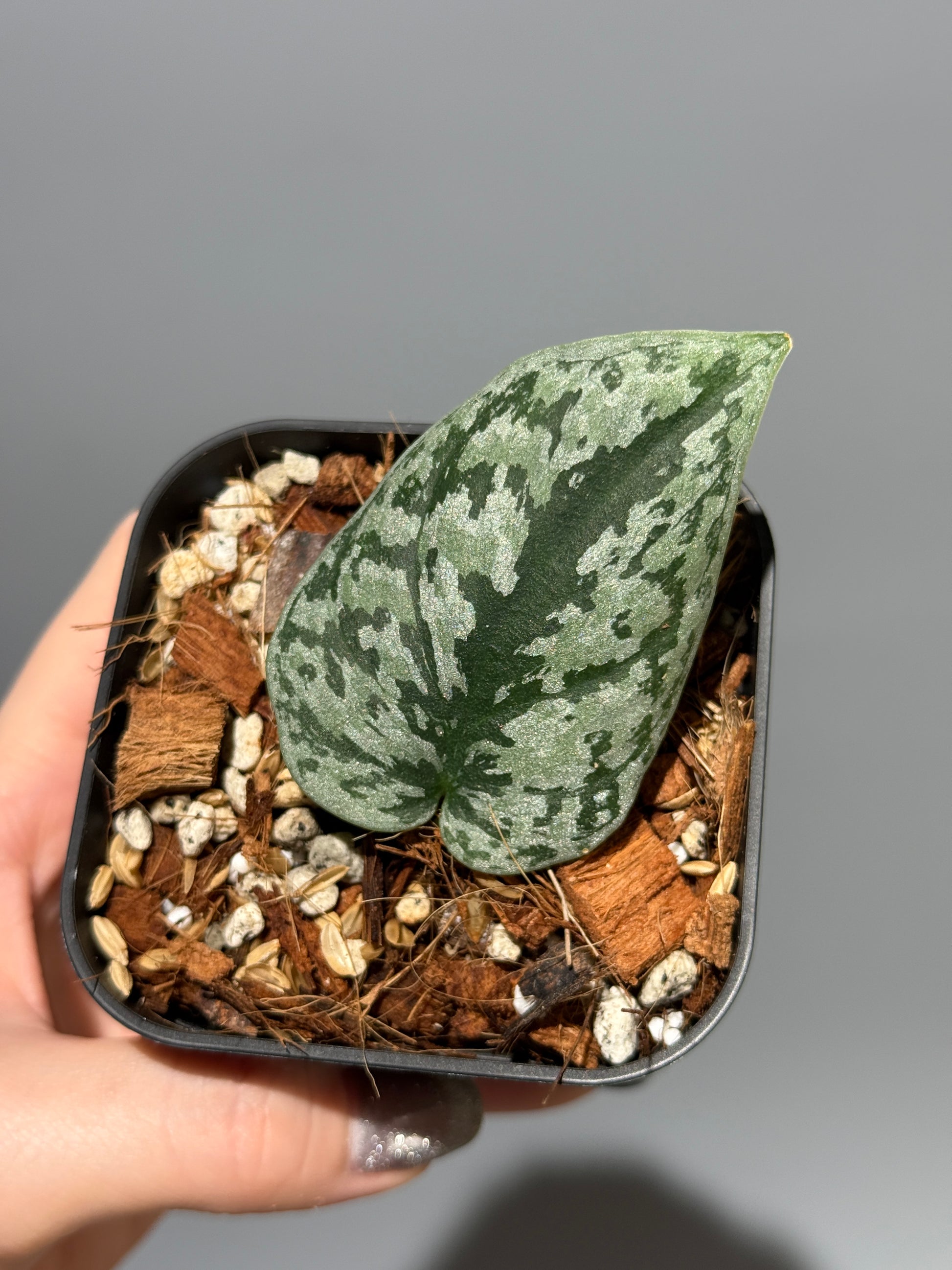 スキンダプサス トリカラー シルバー  / Scindapsus tricolor silver  (2)