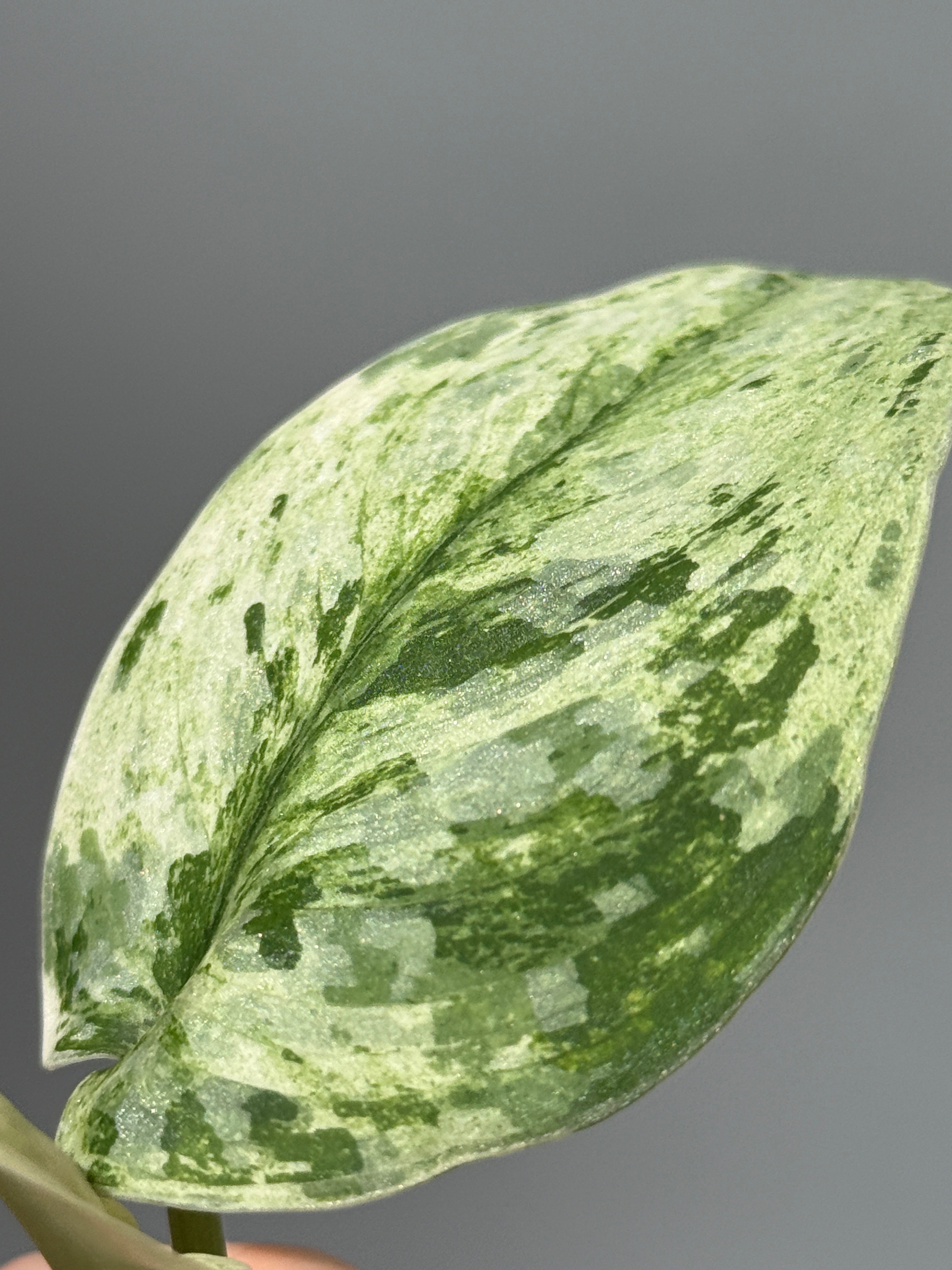 All Plants – Nakayama-Plants