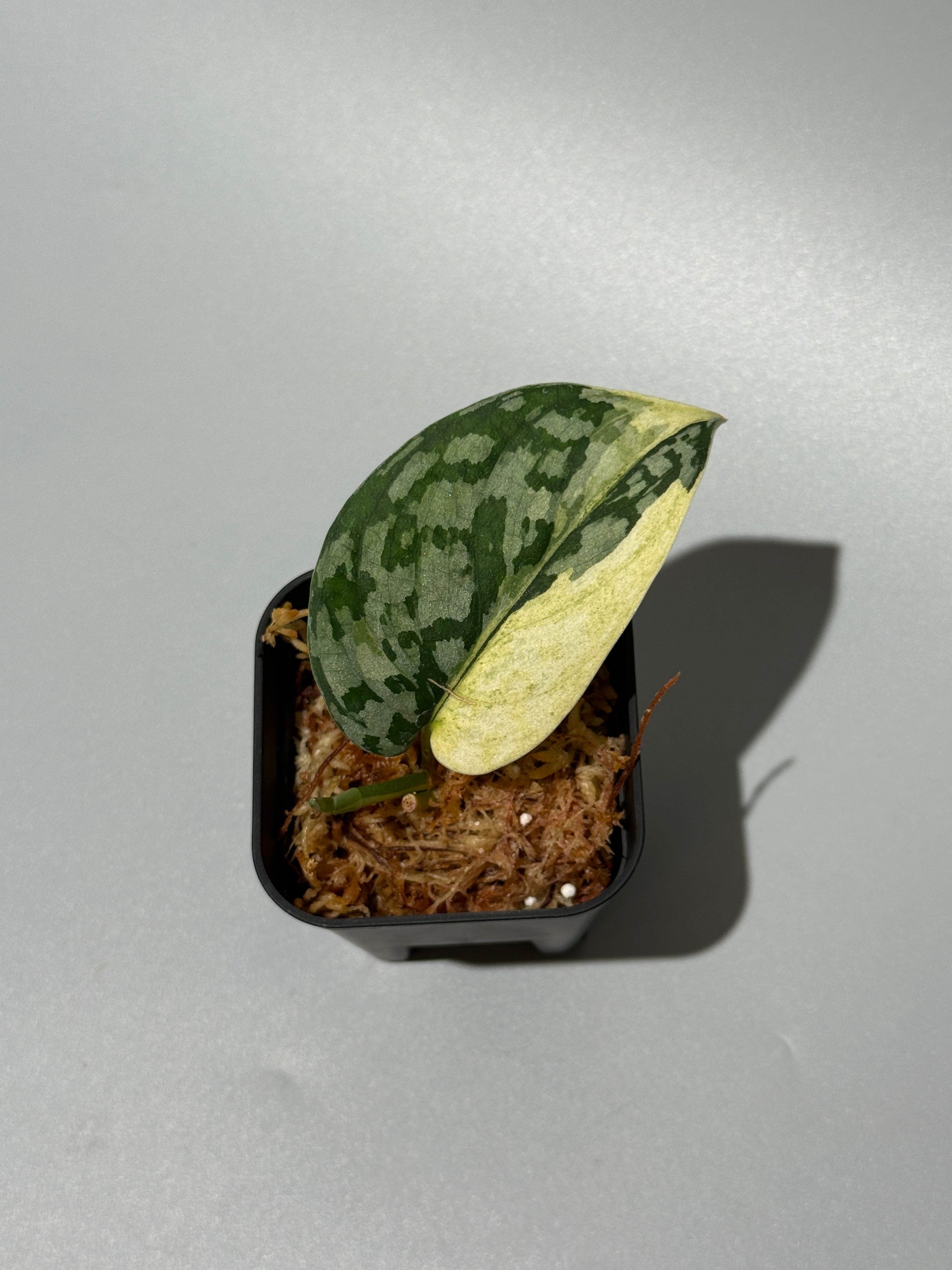 スキンダプサス・ピクタス・マハリカ　斑入り　 大株　1 スキンダプサス マハリカ / Scindapsus maharlika (1) – Nakayama-Plants