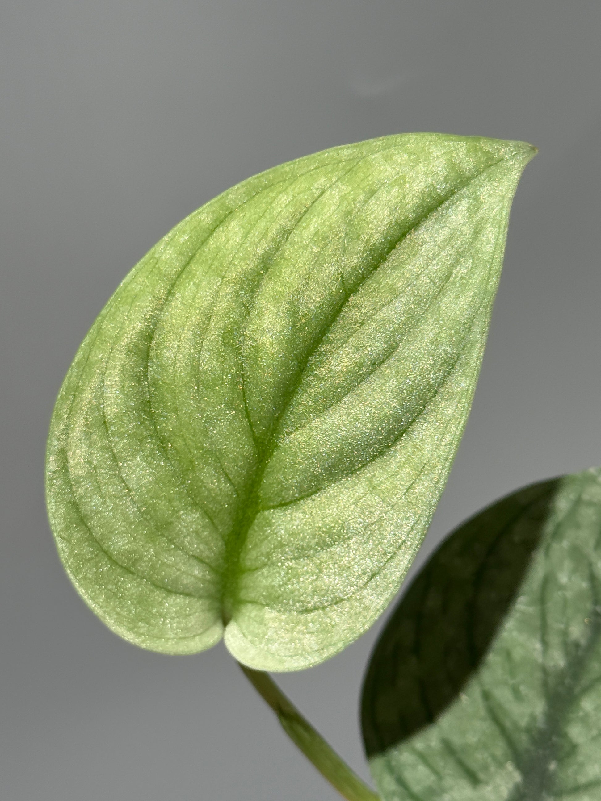 スキンダプサス グリーンベイン / Scindapsus Green vein (2)
