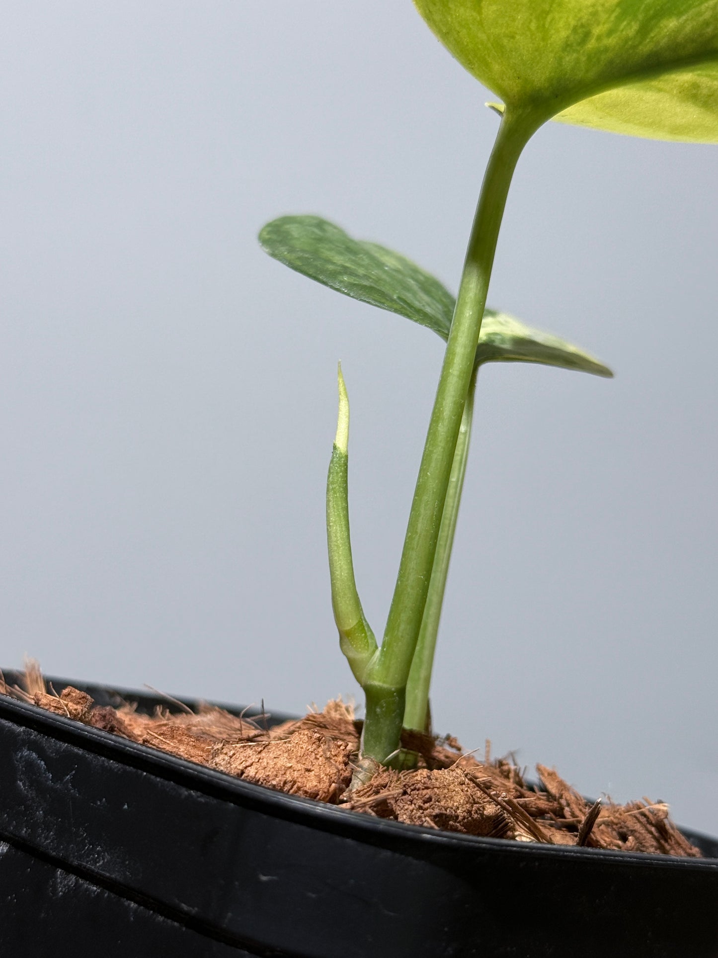 スキンダプサス プサカ / Scindapsus pusaka  (2)