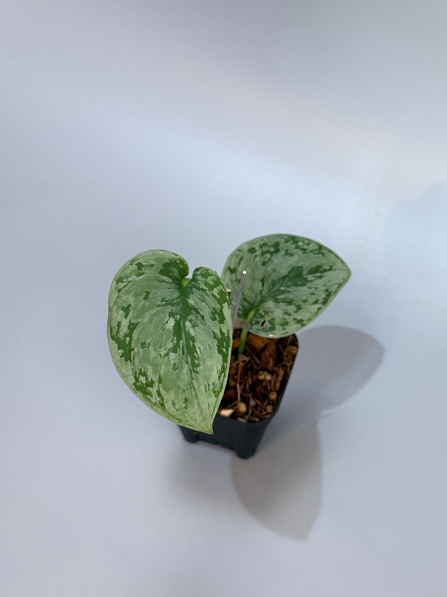 スキンダプサス sp.ジャンビ / Scindapsus sp.jambi (3)