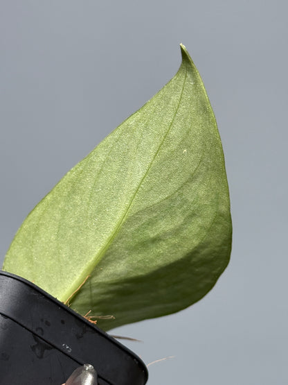 スキンダプサス マッチャ / Scindapsus matcha (3)