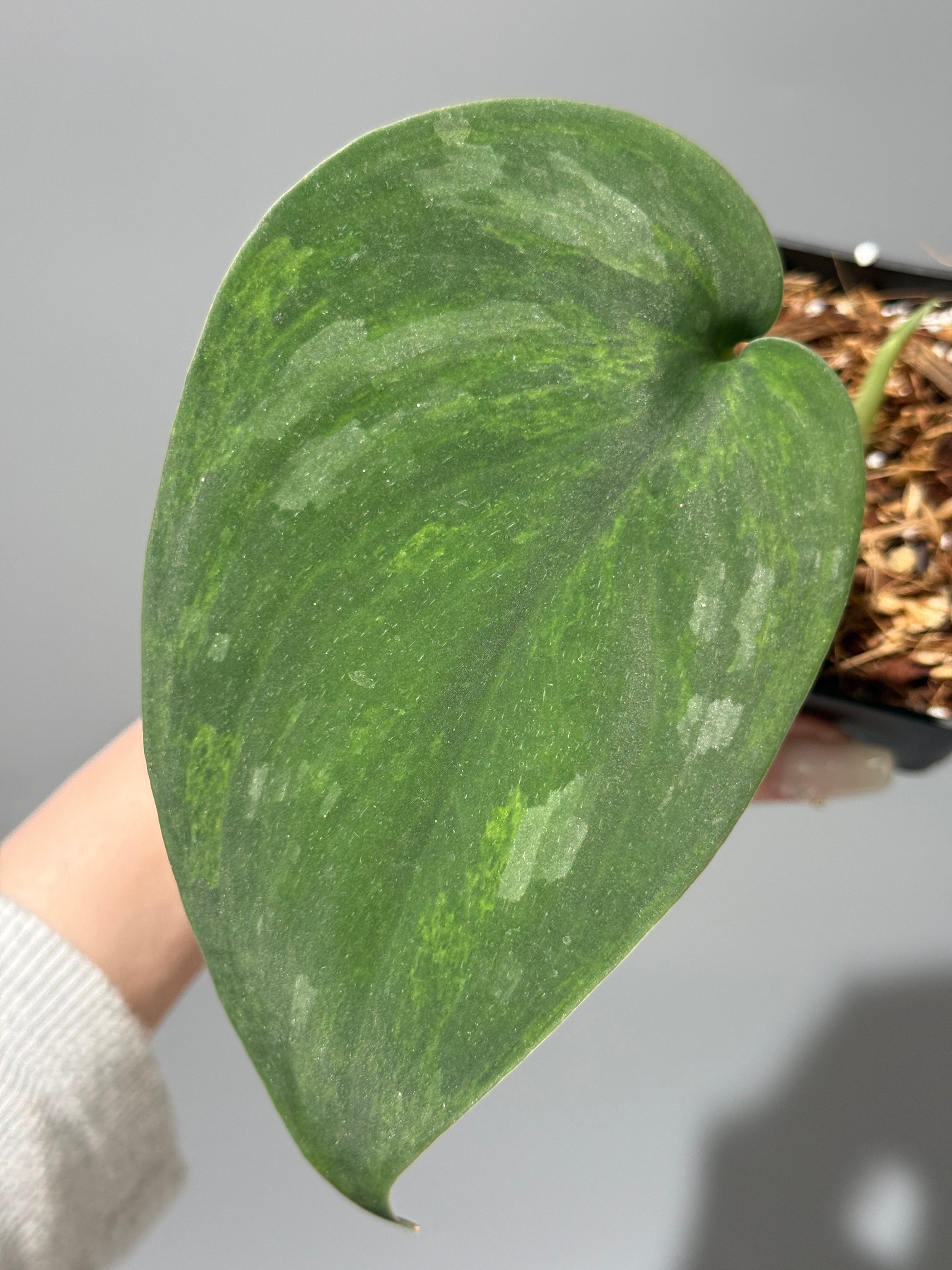 スキンダプサス グリーン エメラルド / Scindapsus green emerald (3)