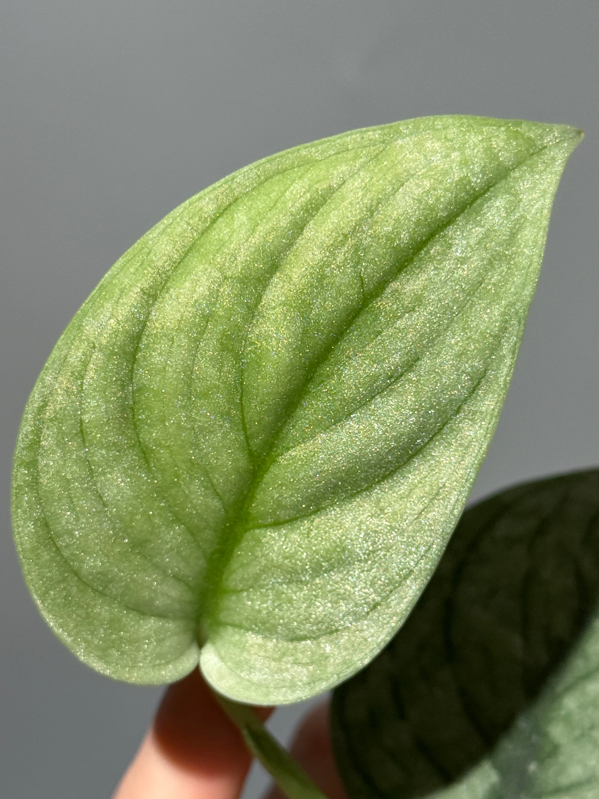 スキンダプサス グリーンベイン / Scindapsus Green vein (2)