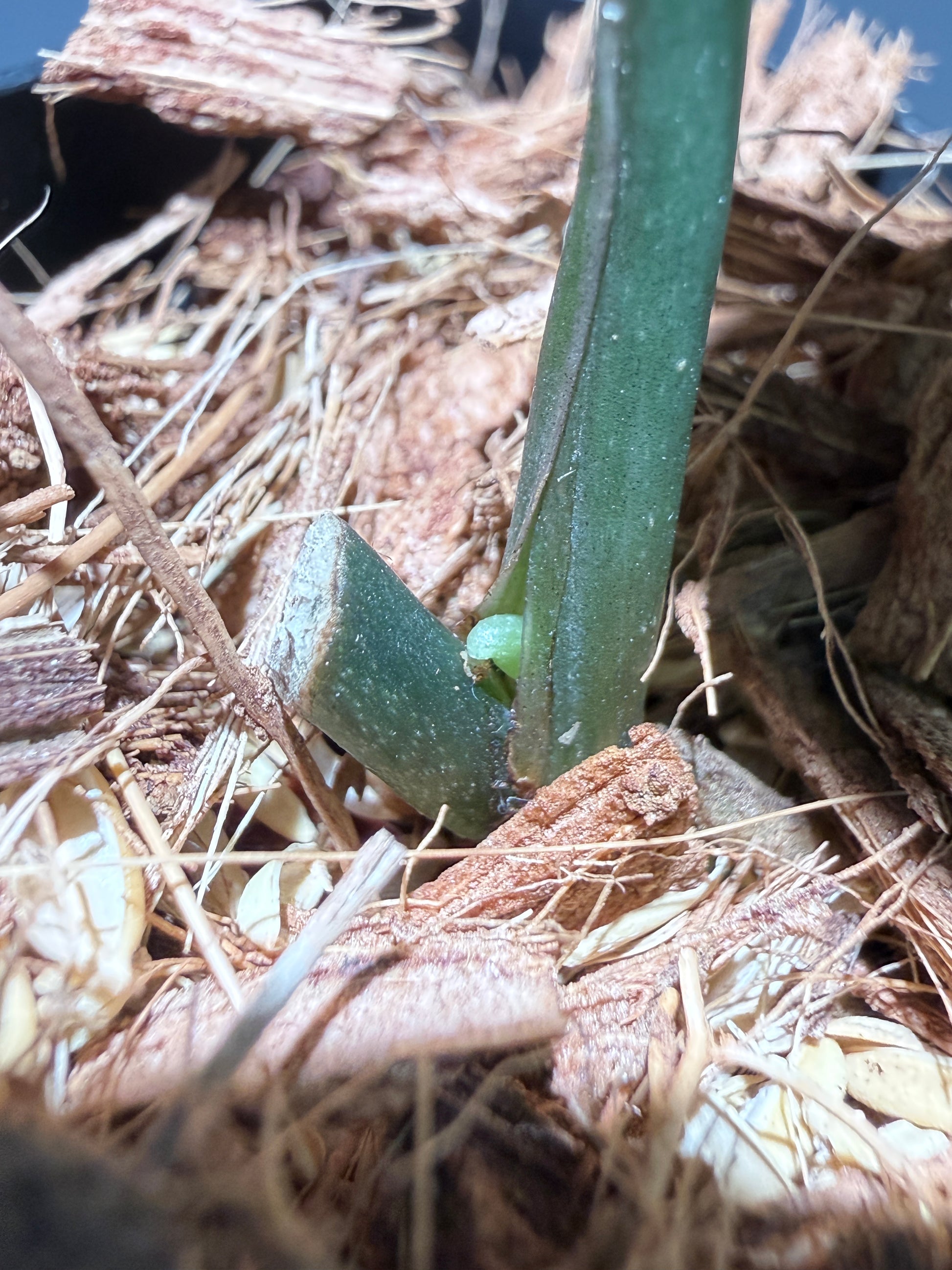 スキンダプサス シルバースプラッシュ ミューテーション/ Scindapsus Silver splash mutation  (2)