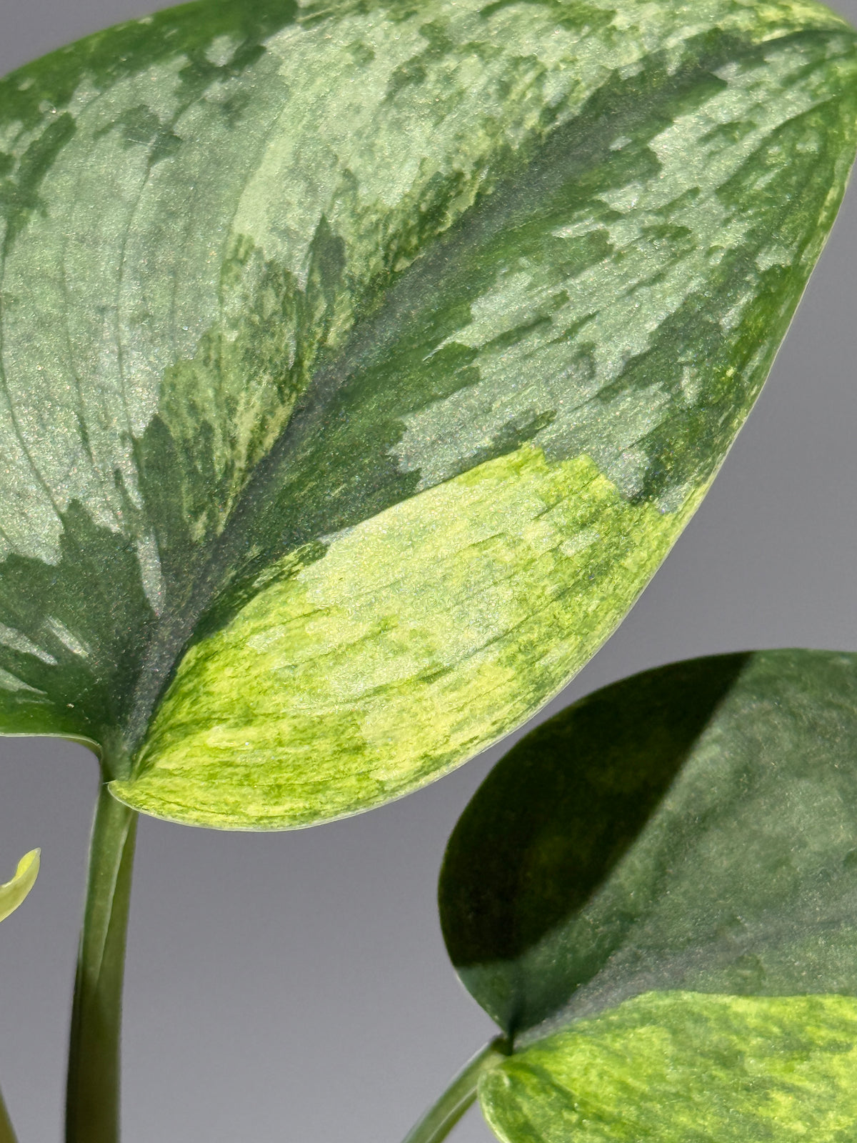 スキンダプサス エキゾチカ サラカ トリカラー  / Scindapsus Exotica salaka toricolor (2)