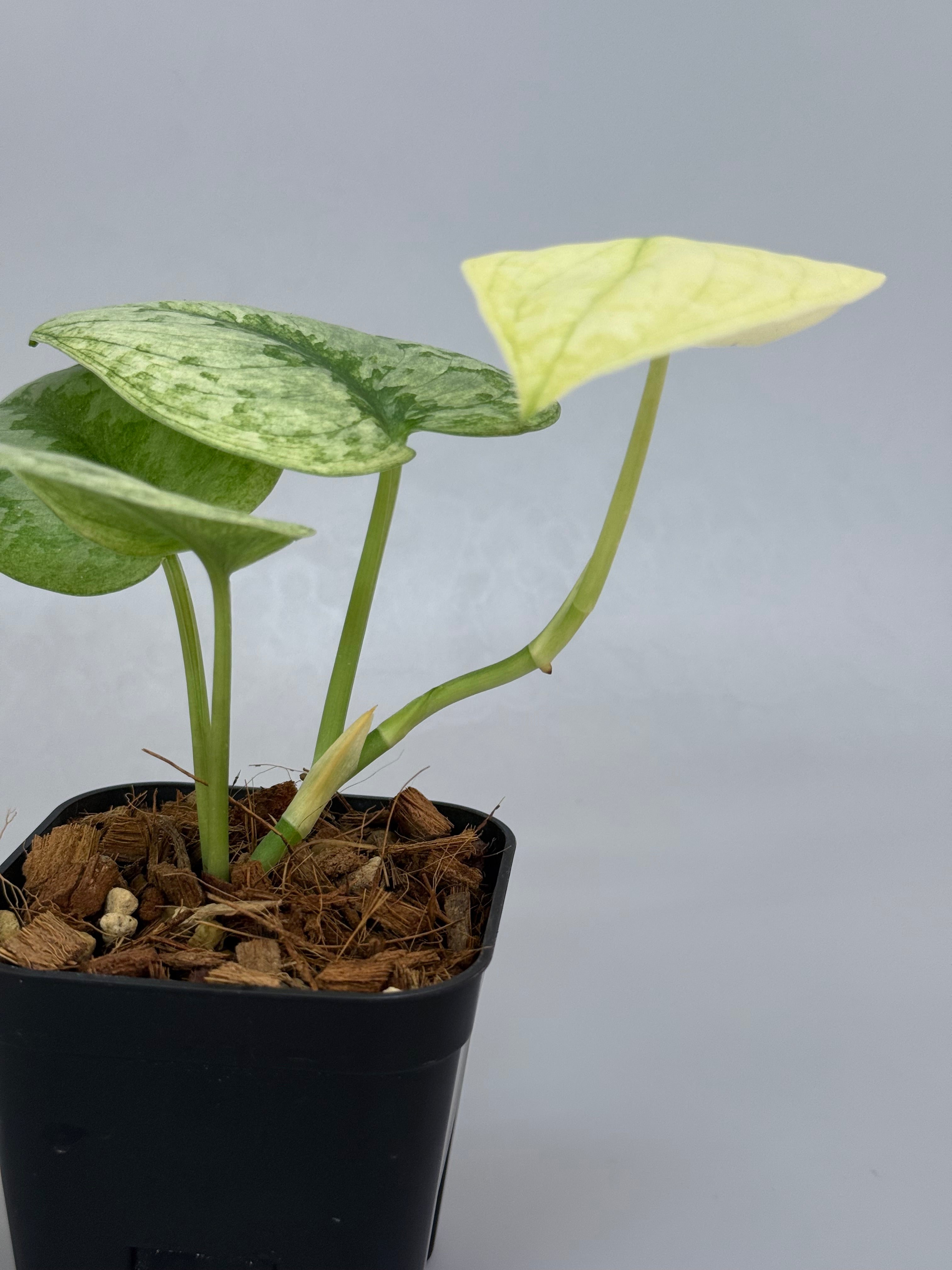 スキンダプサス シンバラ スキンダプサス シンバラ / Scindapsus simbara (1) – Nakayama-Plants