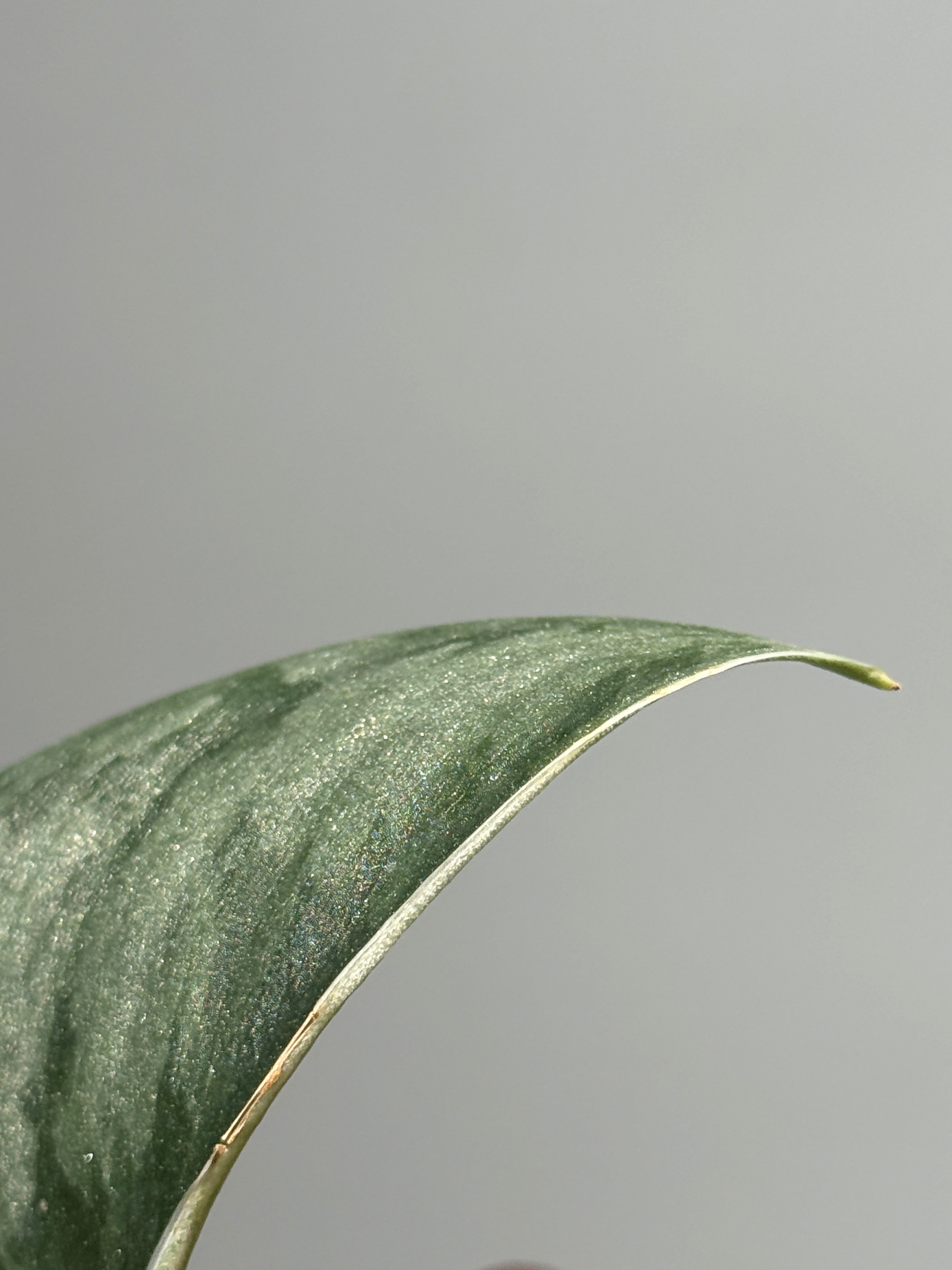 スキンダプサス パイソン / Scindapsus Python (1) – Nakayama-Plants