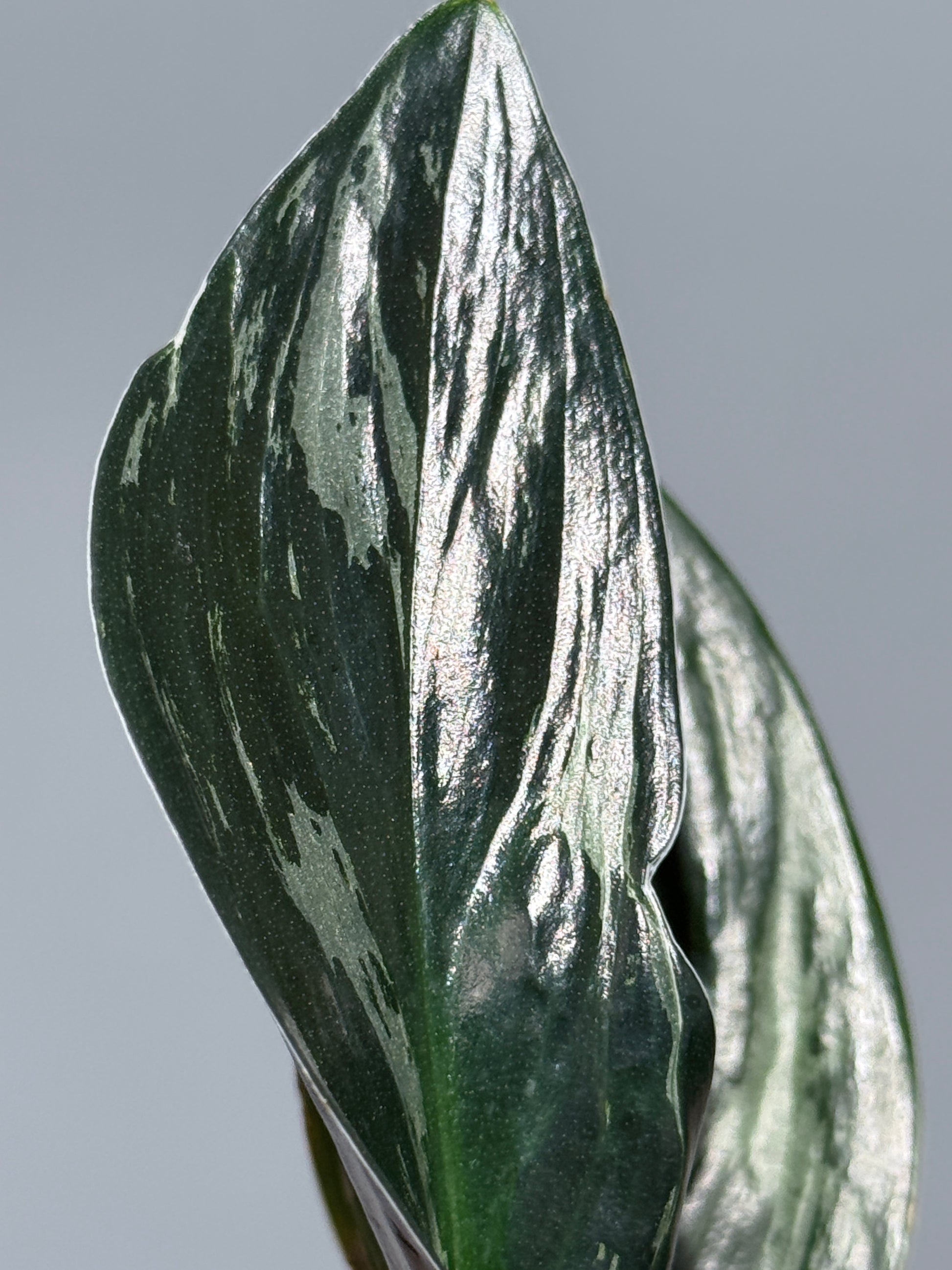 スキンダプサス トレビー ダークフォーム ミューテーション/Scindapsus Treubii darkform mutation (3)