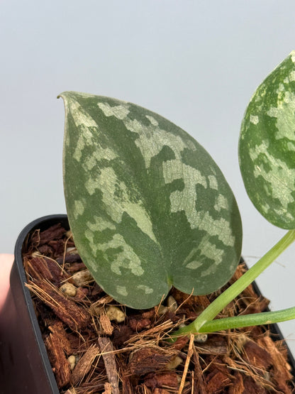 スキンダプサス バクダパティ / Scindapsus bakudapati (4)