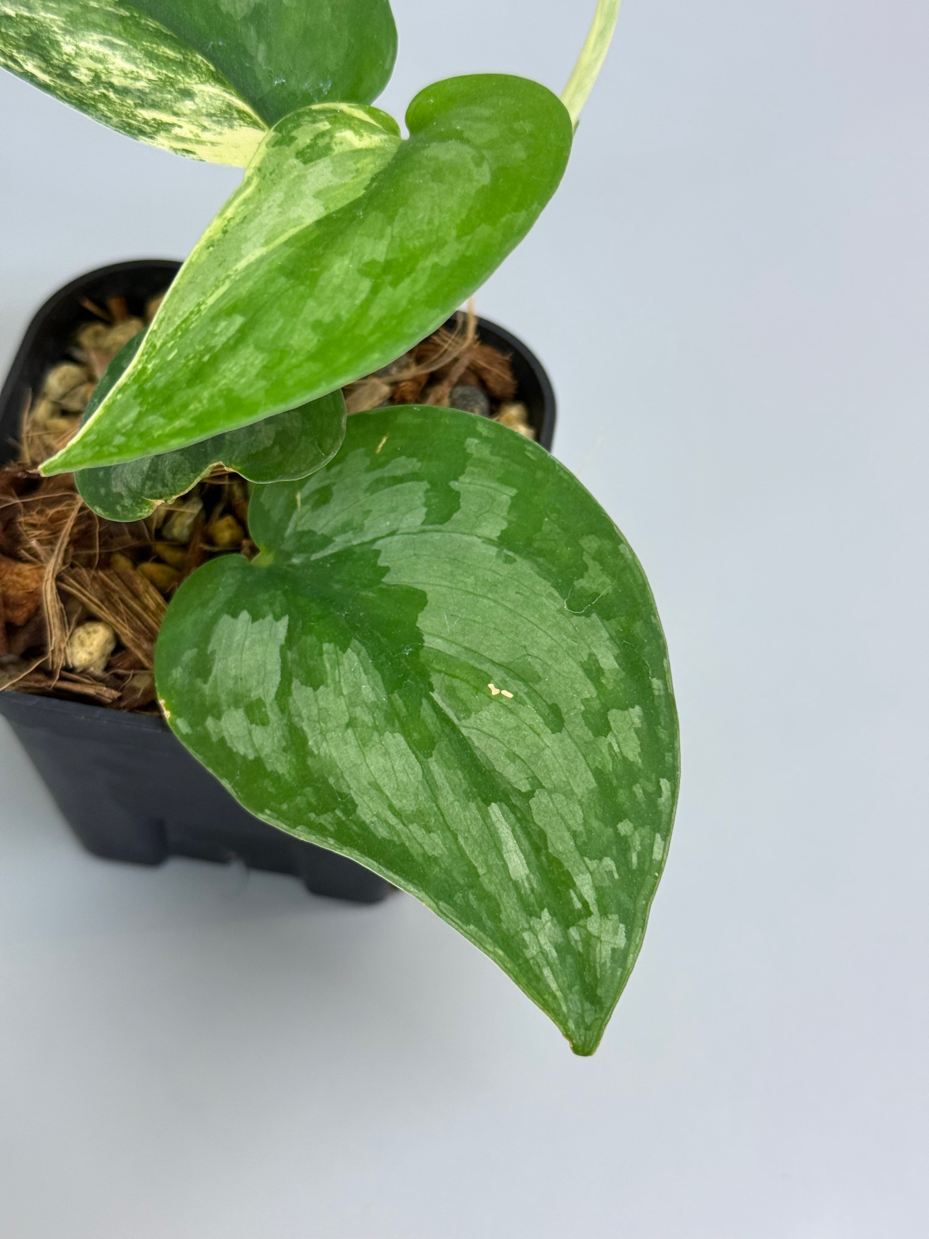 スキンダプサス シルバースプラッシュ / Scindapsus silversplash (1