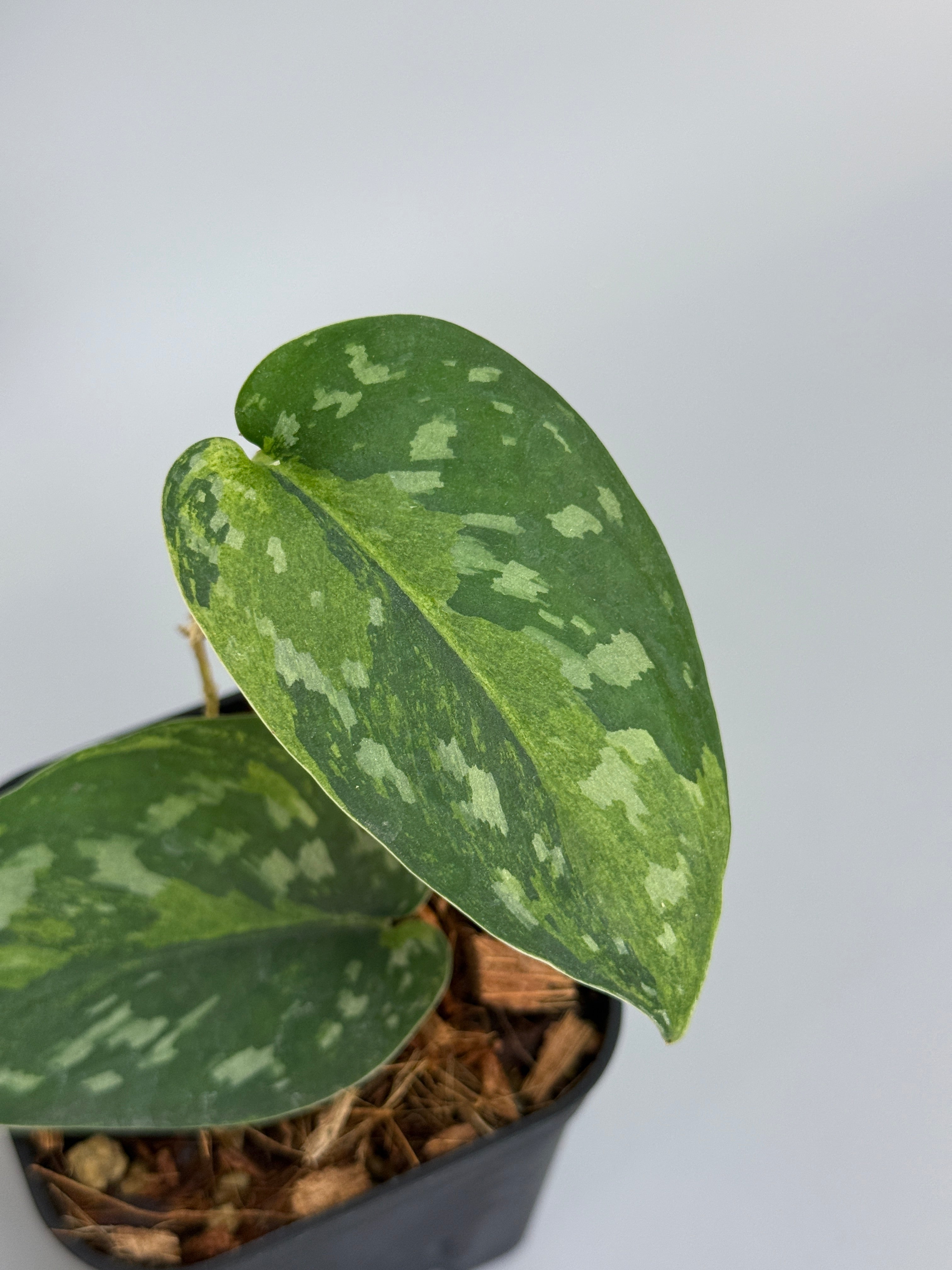 スキンダプサス マッチャ / Scindapsus matcha (2) – Nakayama-Plants