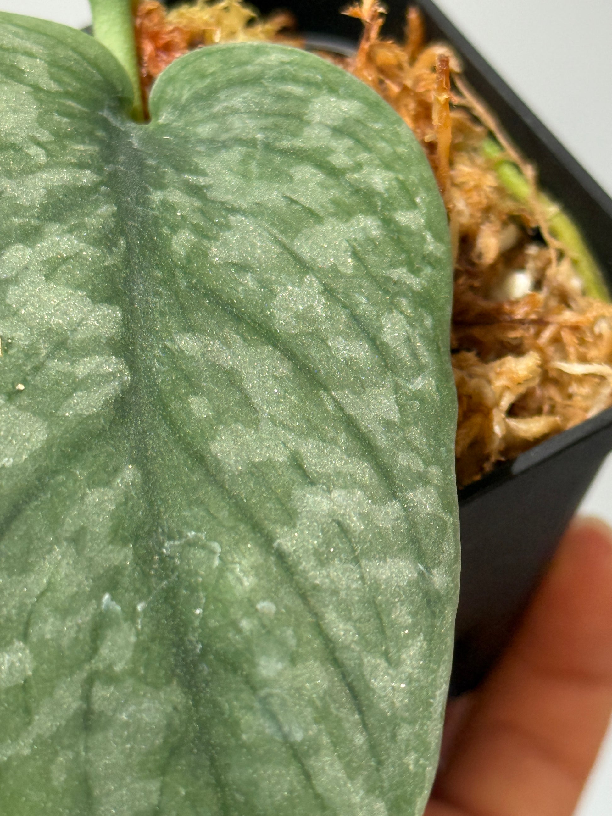 スキンダプサス グリーンベイン / Scindapsus Green vein (2)