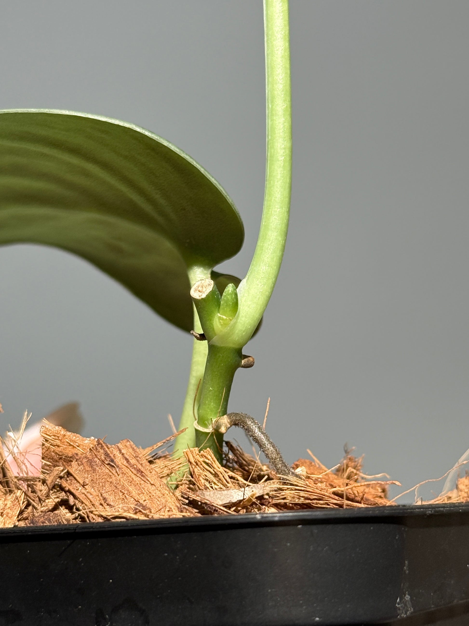 スキンダプサス  Sp.カリマンタン / Scindapsus Sp.Kalimantan (1)