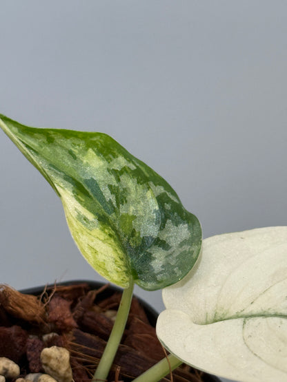 スキンダプサス マヤリ / Scindapsus mayari (4)