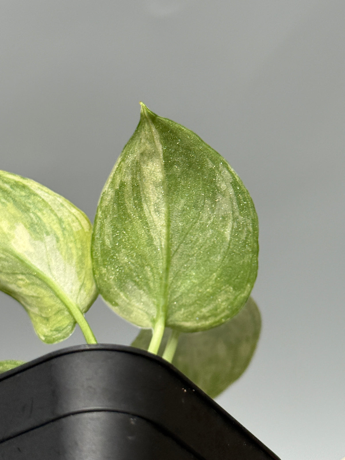 スキンダプサス シリワンギ トリカラー  / Scindapsus Siliwangi tricolor (1)