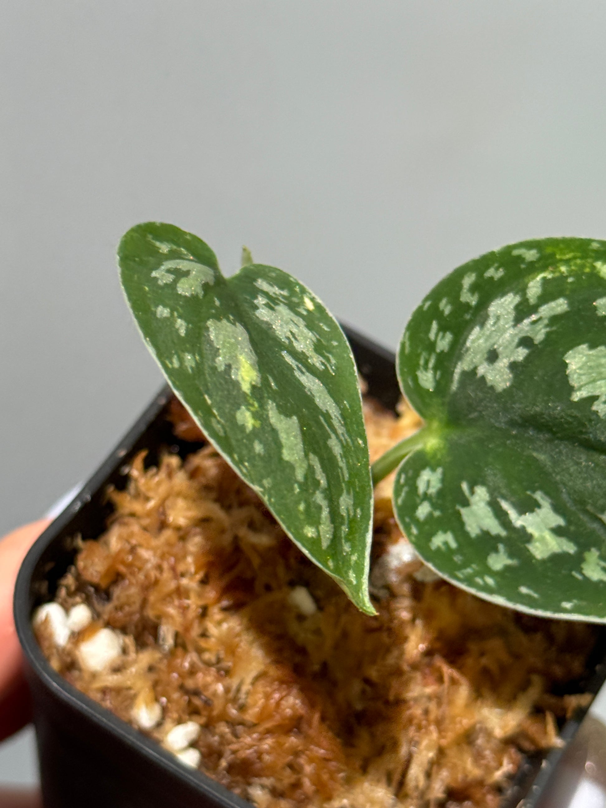 スキンダプサス トリカラー ダーク / Scindapsus Tricolor dark (1)