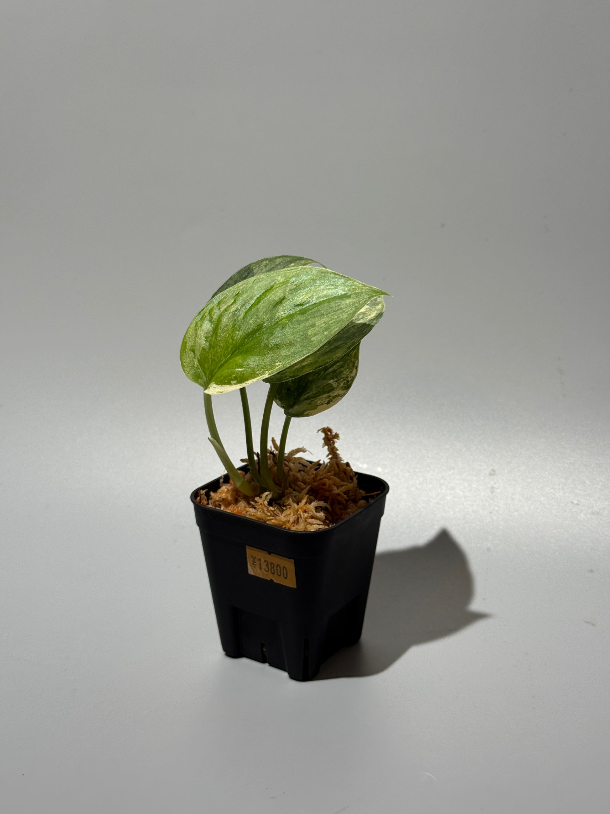 スキンダプサス シリワンギ トリカラー  / Scindapsus Siliwangi tricolor (1)