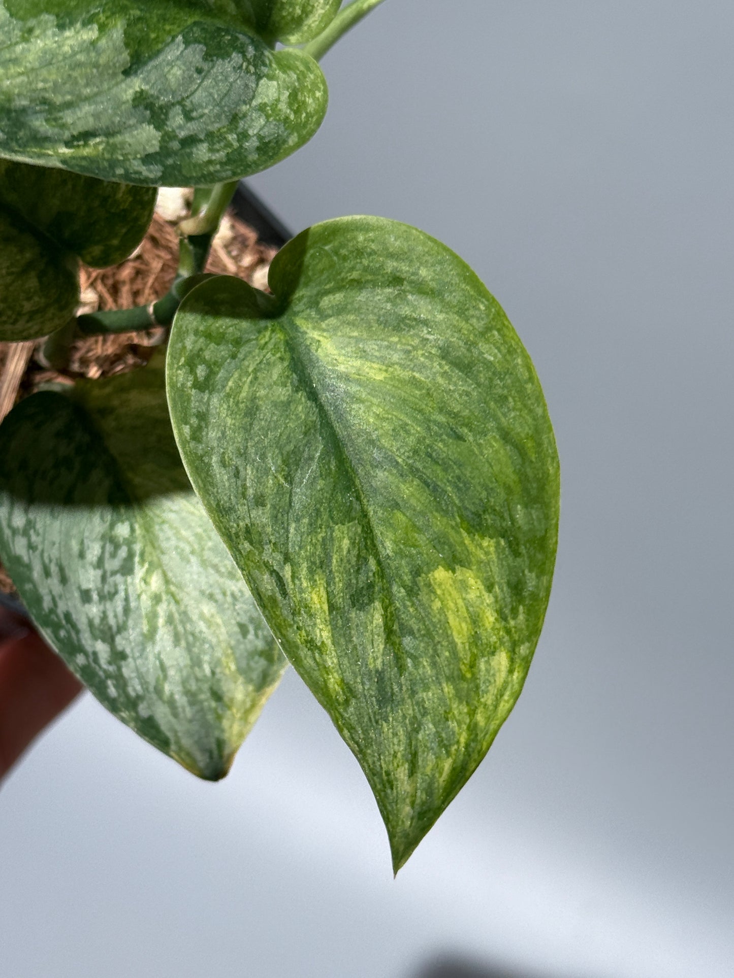 スキンダプサス サデワ トリカラー / Scindapsus sadewa tricolor (1)