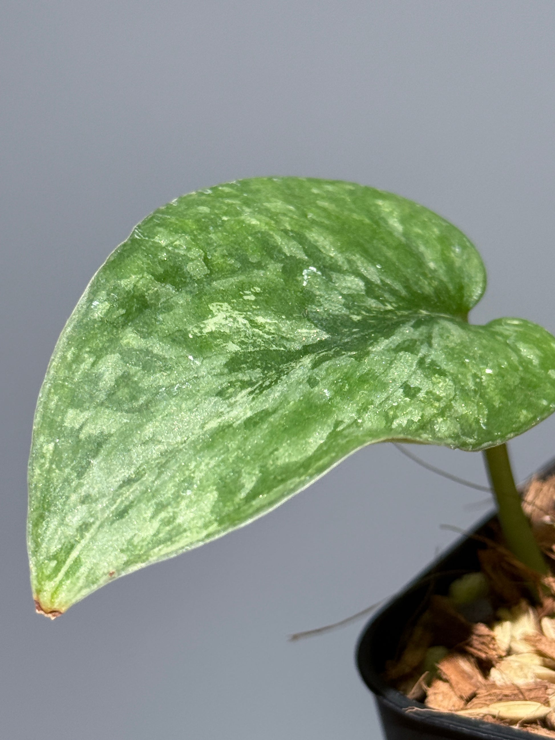 スキンダプサス レオパード / Scindapsus Leopard (1)