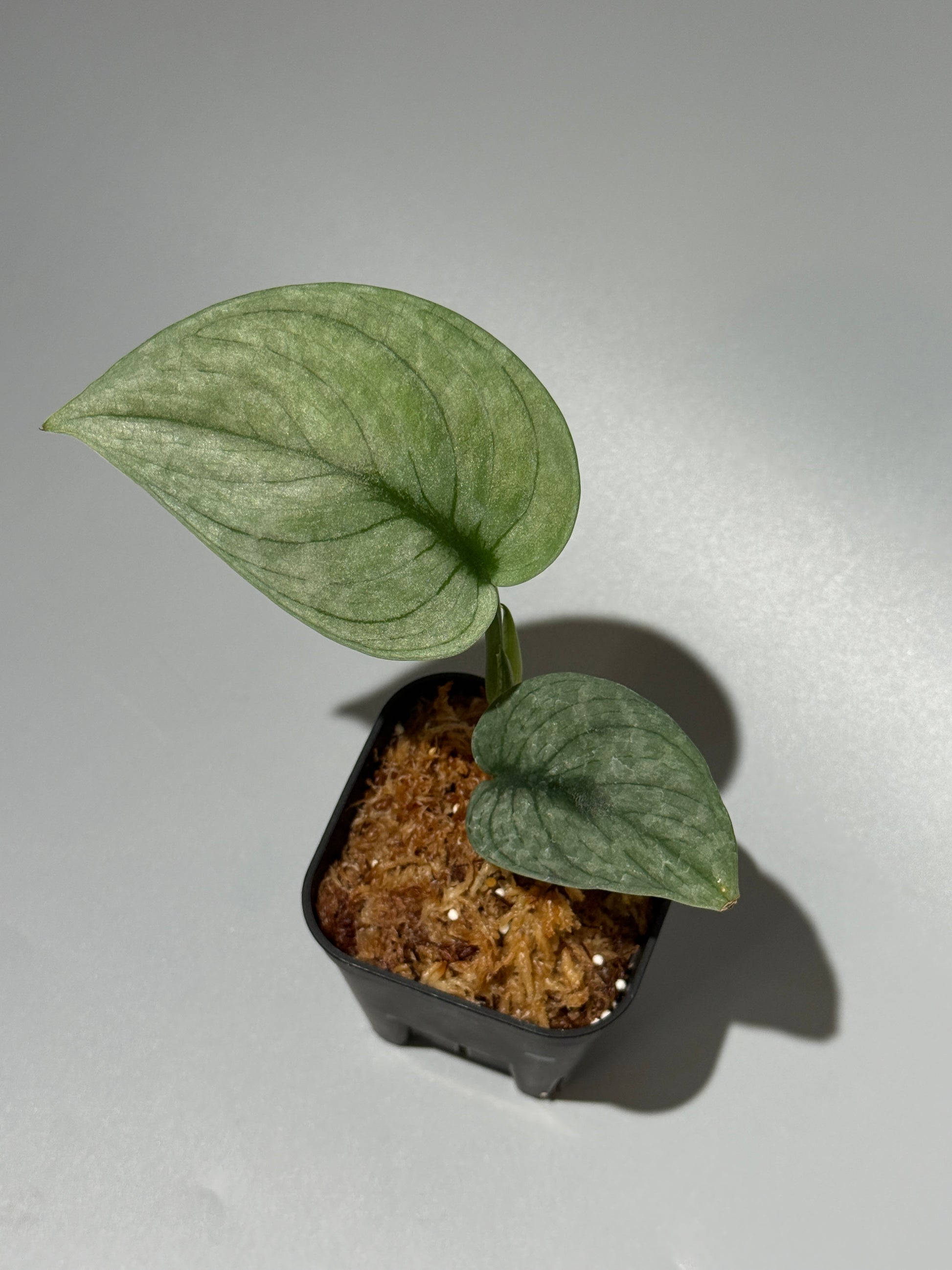 スキンダプサス グリーンベイン / Scindapsus Green vein (2)