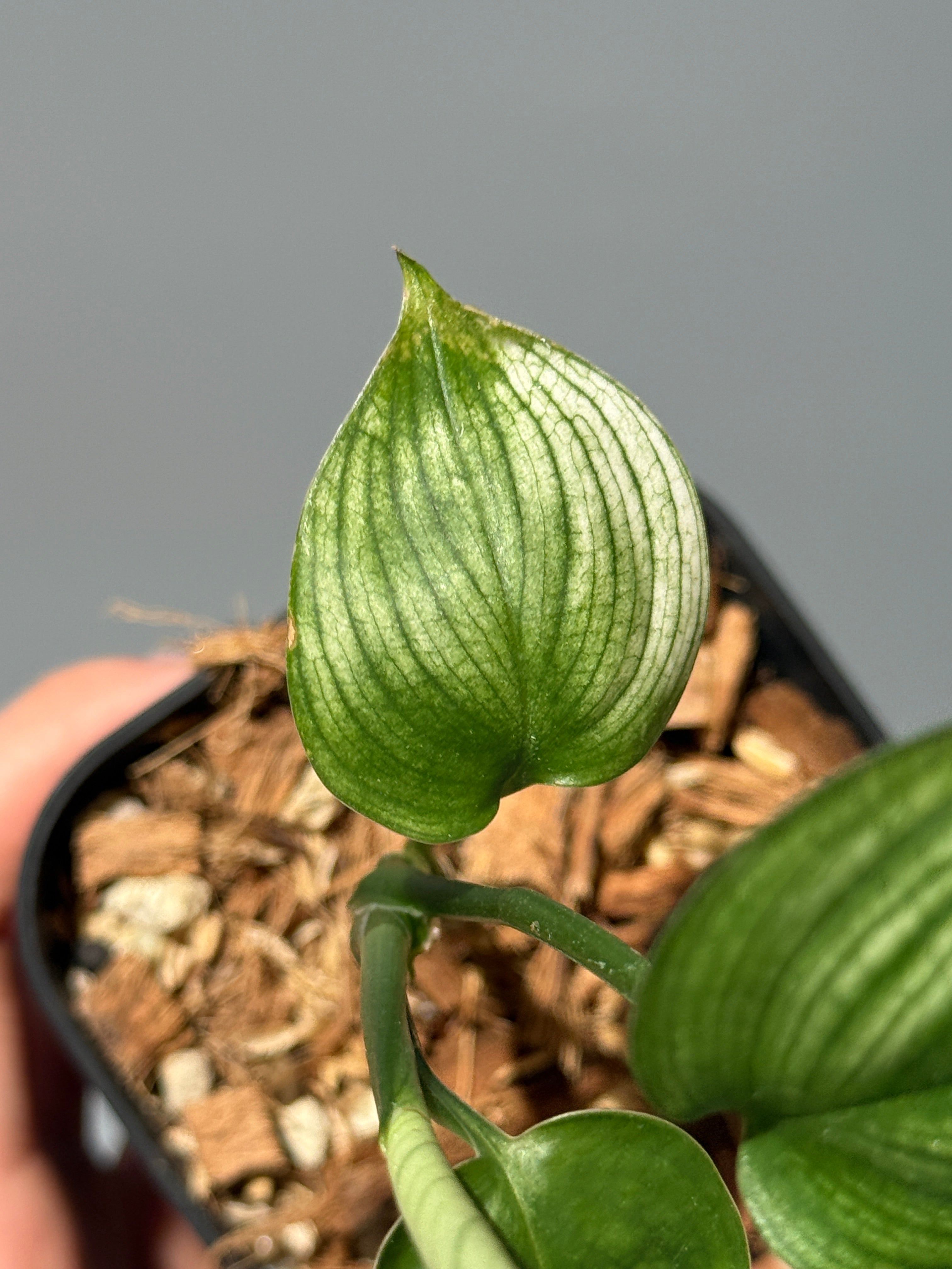 All Plants – Nakayama-Plants