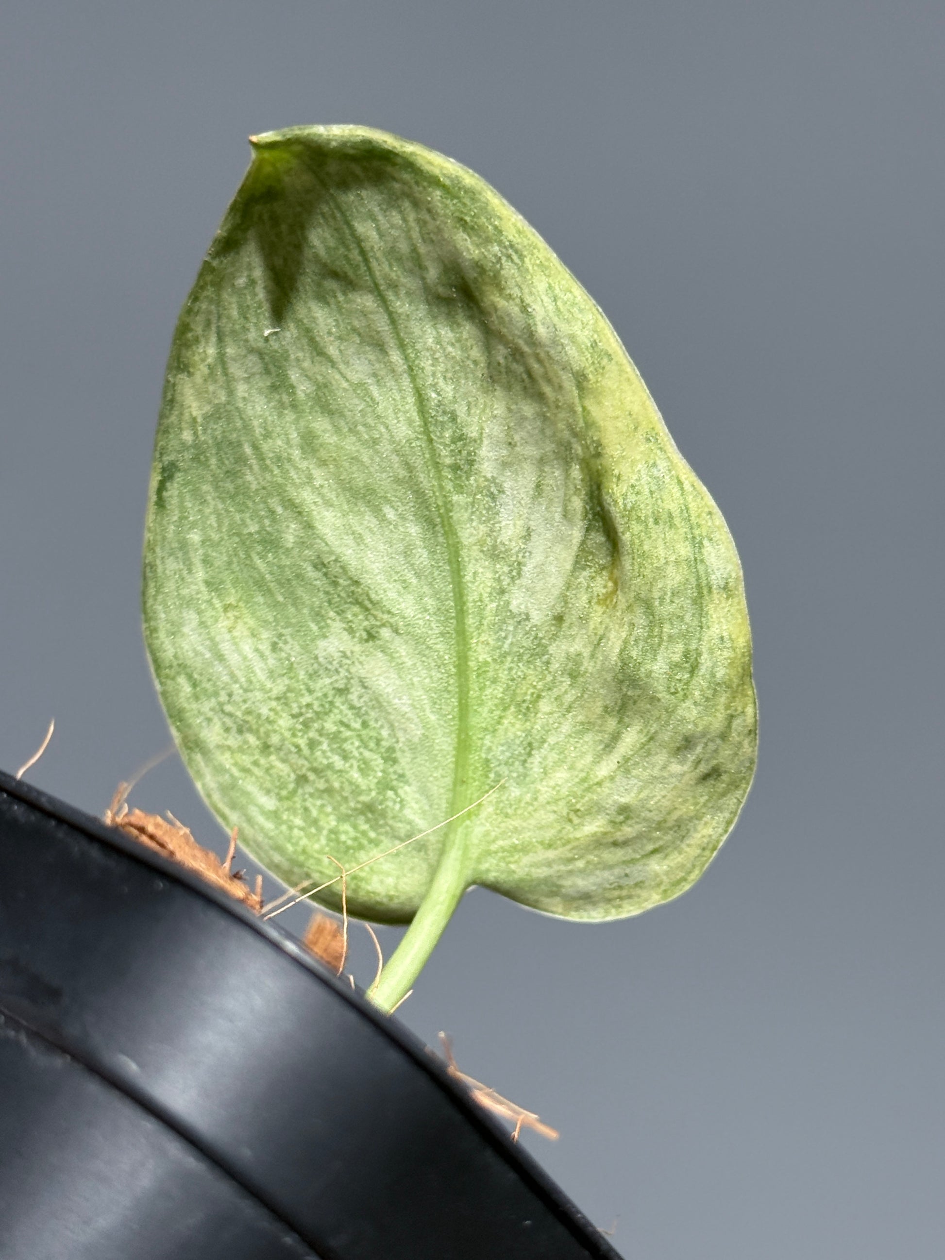 スキンダプサス テンバガ  / Scindapsus Tembaga (3)