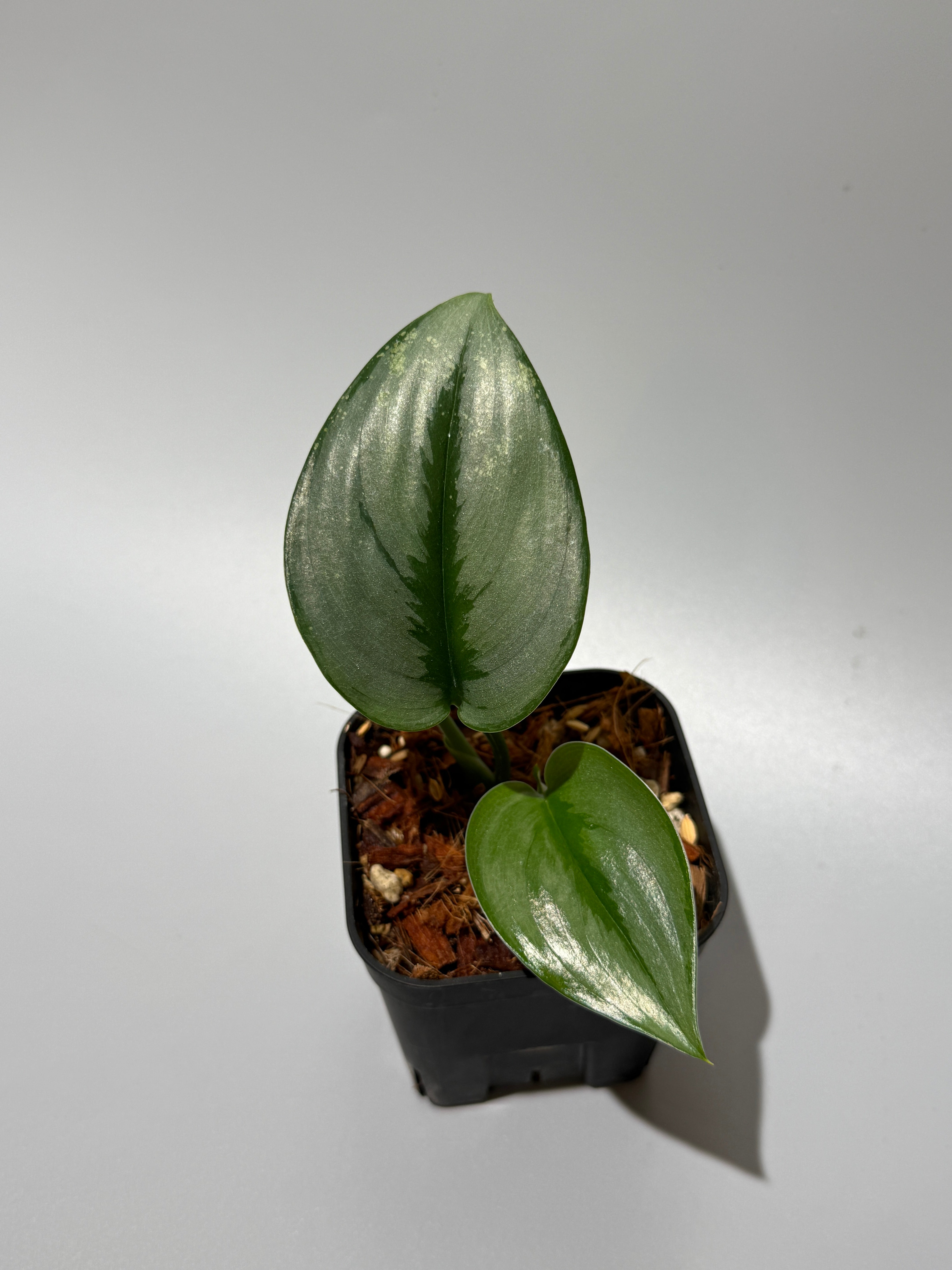 All Plants – Nakayama-Plants