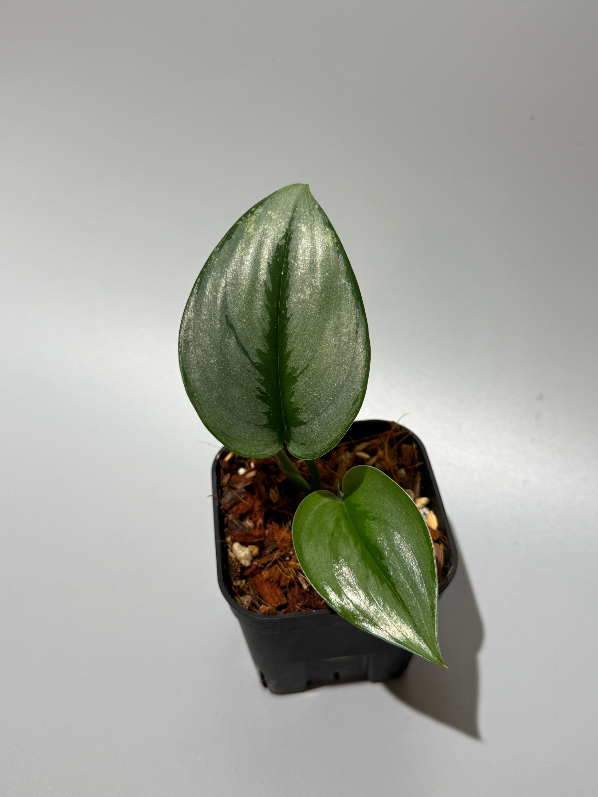 スキンダプサス トレビー シルバー ペラ   / Scindapsus treubii Silver perak  (1)