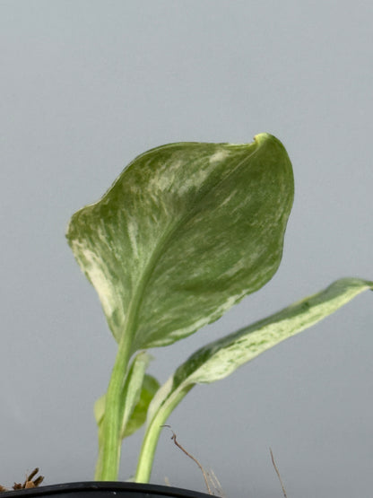 スキンダプサス トレビー マーブル  / Scindapsus treubii marble  (2)