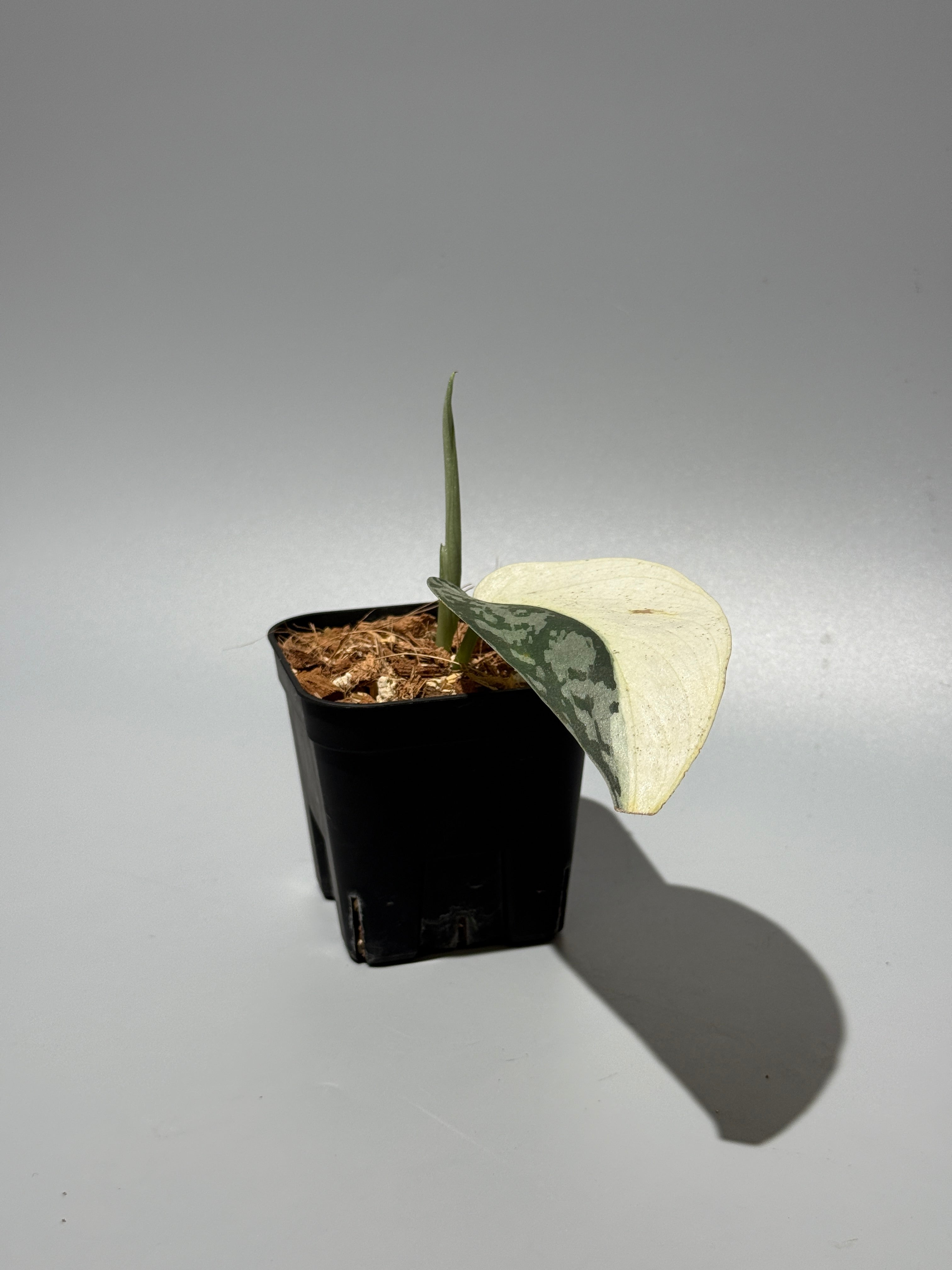 スキンダプサス ラカンビニ / Scindapsus Lakambini (1) – Nakayama-Plants