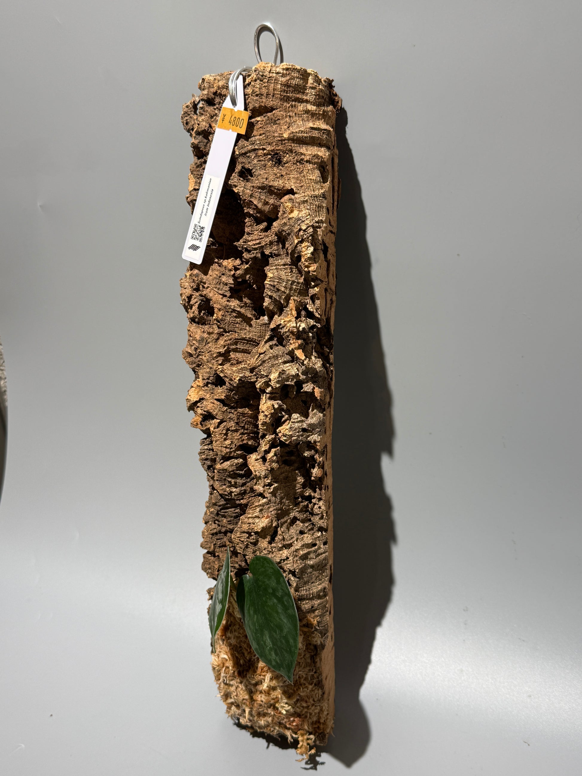 スキンダプサス Sp. カリマンタン / Scindapsus Sp.Kalimantan (C1)