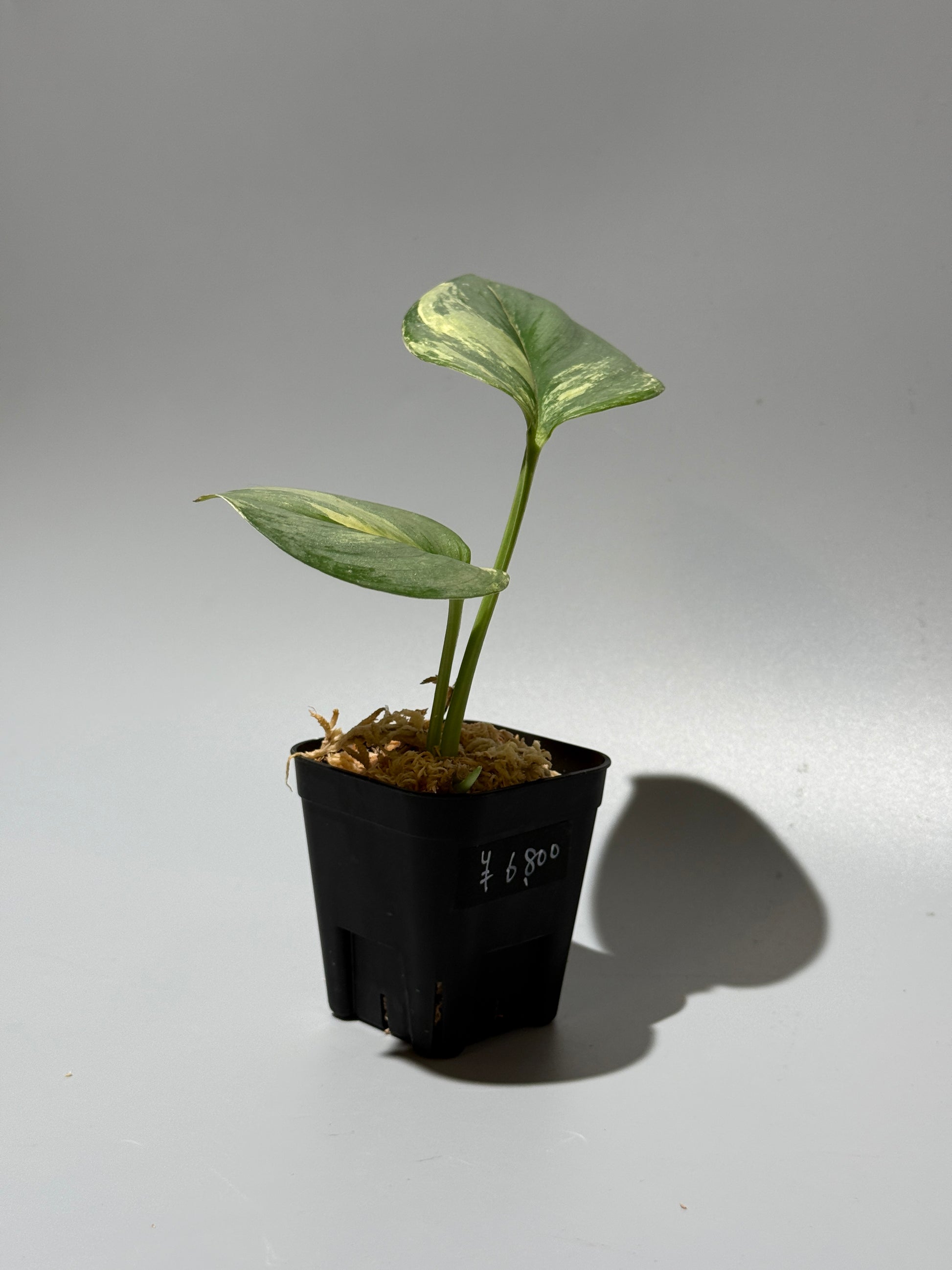 スキンダプサス ルビコン オーレア  / Scindapsus rubicon aurea (2)