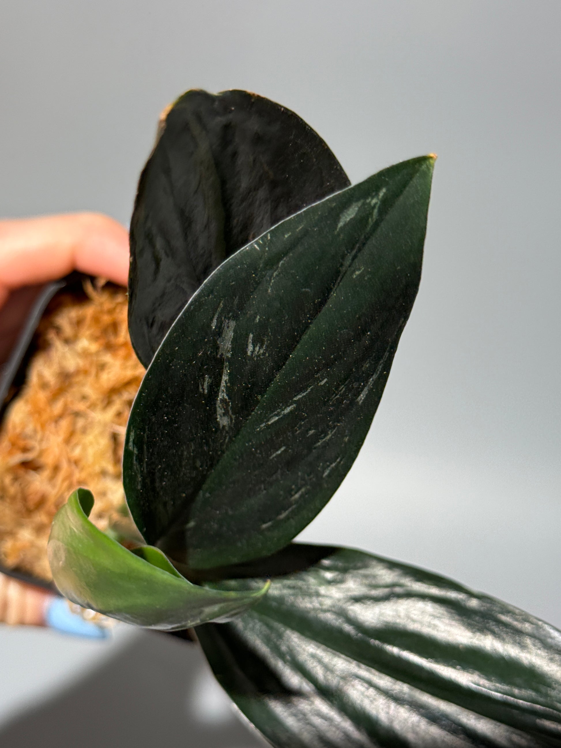 スキンダプサス トレビー ダークフォーム ミューテーション/Scindapsus Treubii darkform mutation (2)
