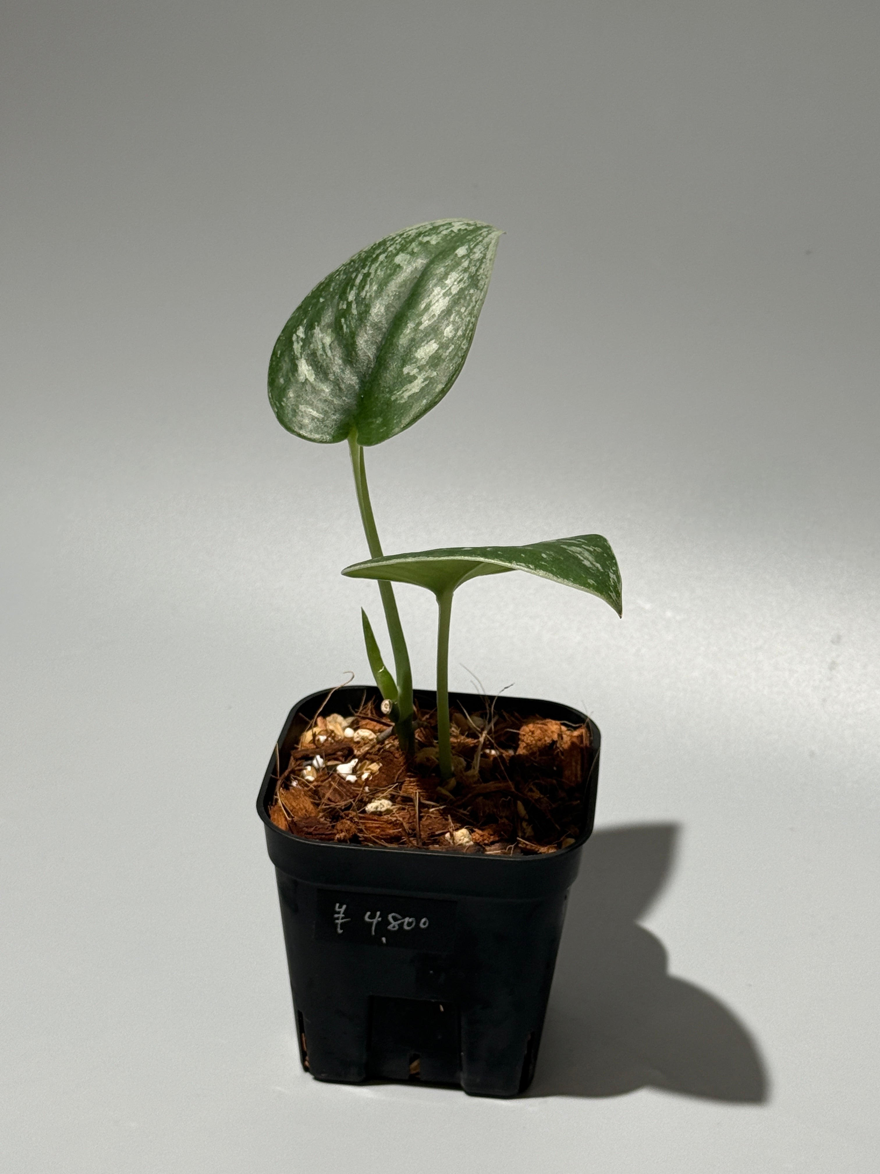 Nakayama Plants公式オンラインストア｜スキンダプサス専門店