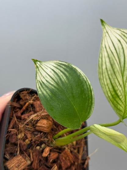 スキンダプサス ホワイトモンスター / Scindapsus whitemonster (5)