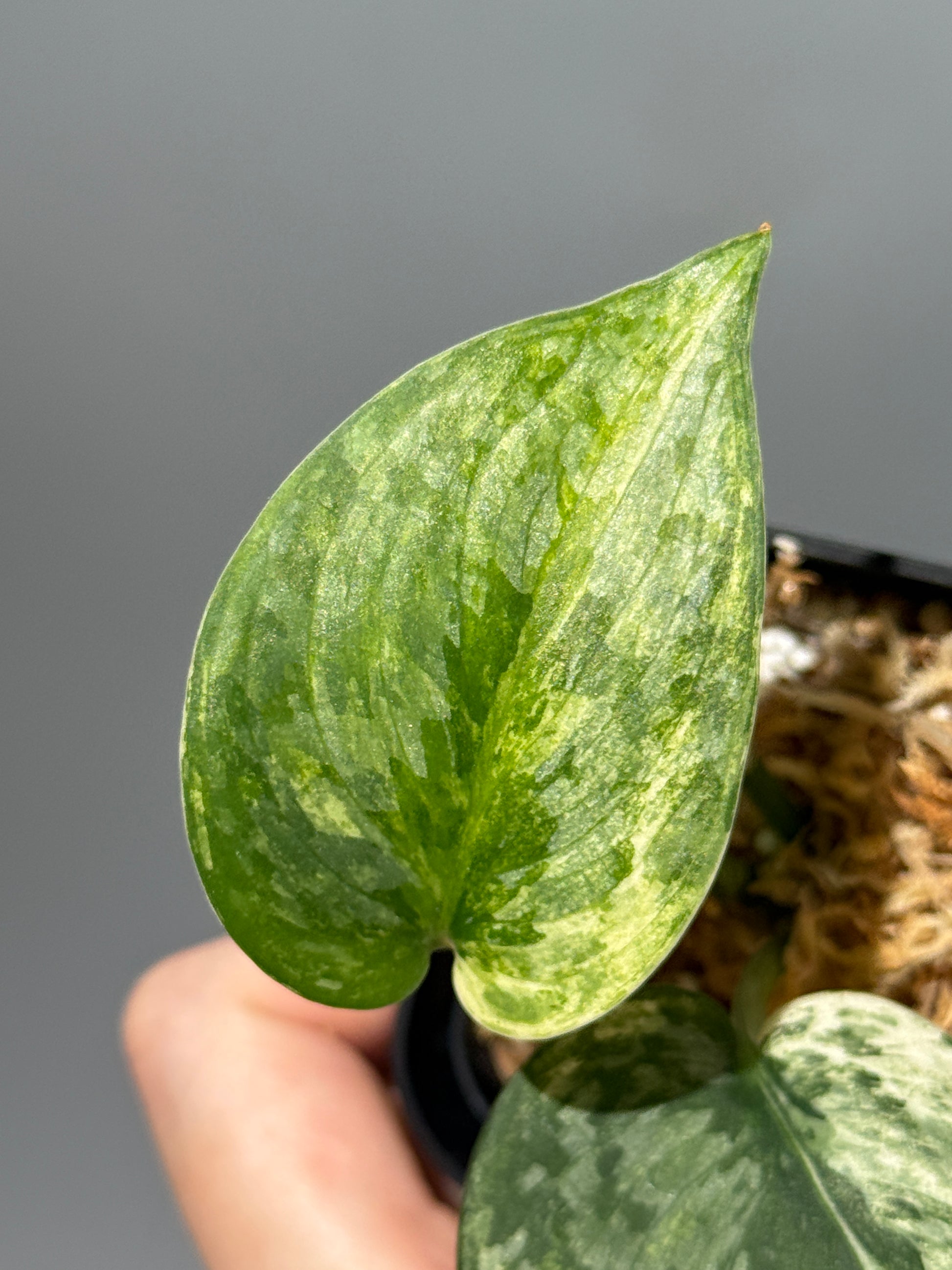 スキンダプサス エキゾチカ サラカ トリカラー  / Scindapsus Exotica salaka toricolor (1)