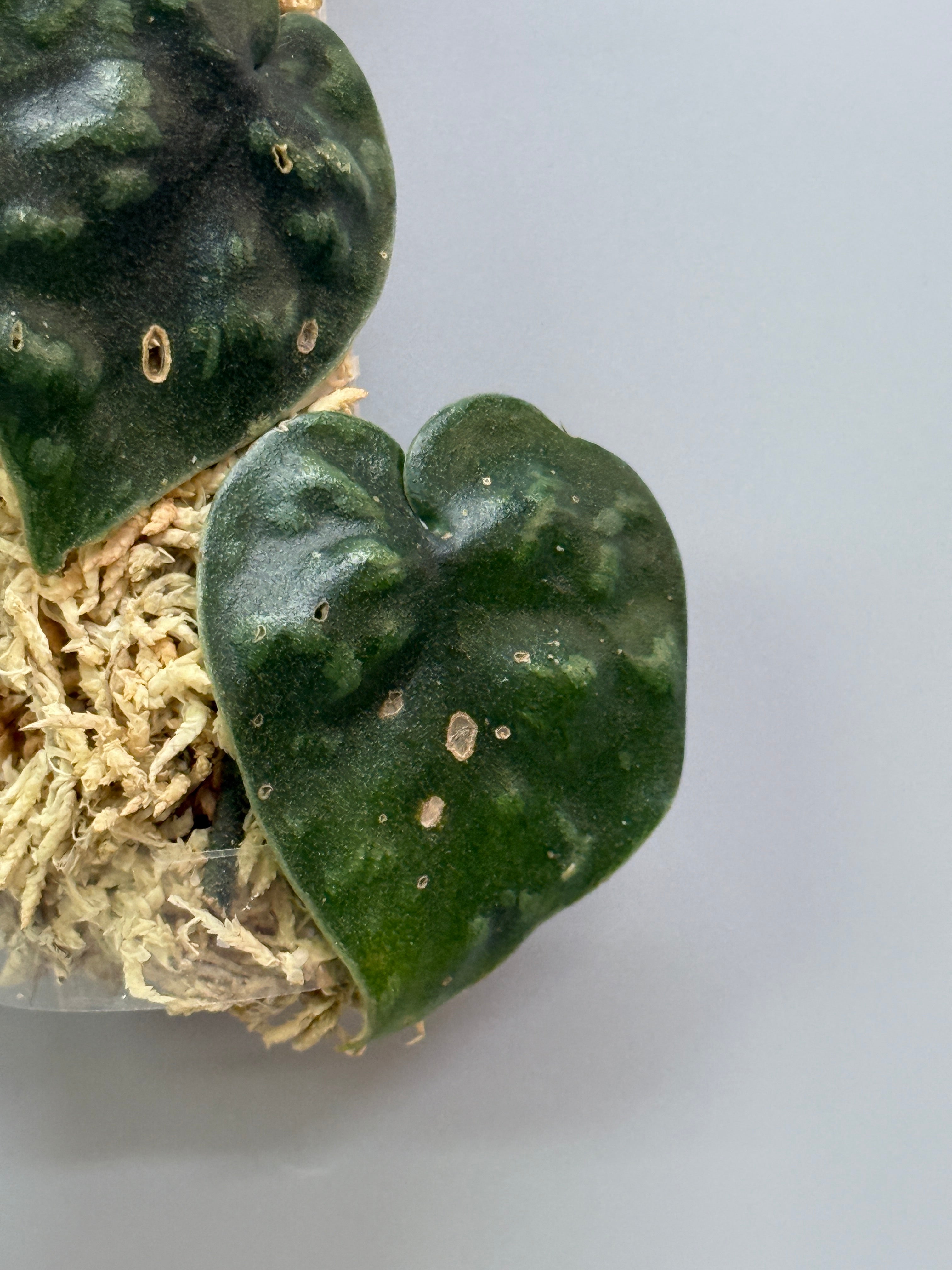 スキンダプサス ブラックマンバ / Scindapsus black mamba (2