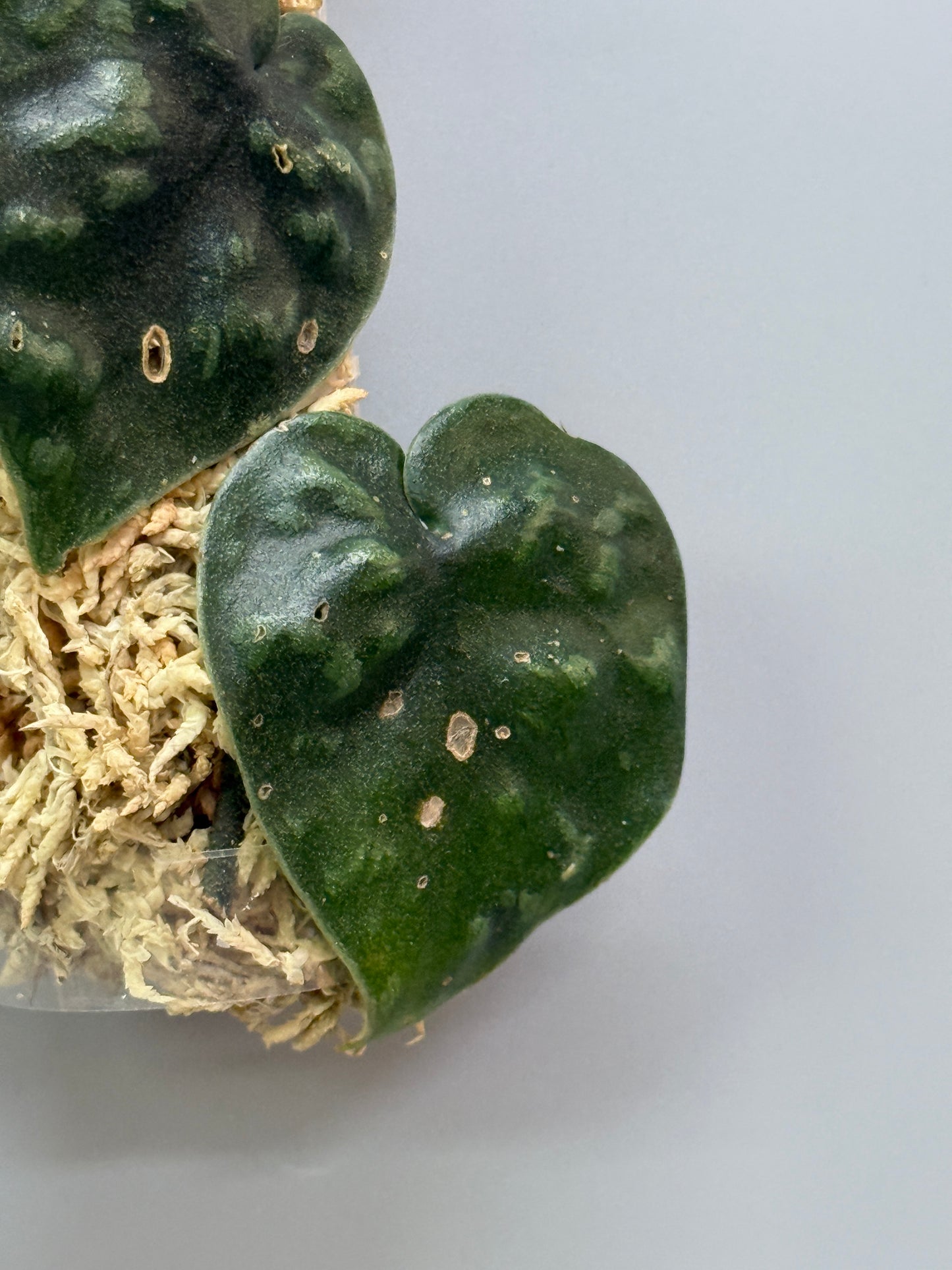 スキンダプサス ブラックマンバ  / Scindapsus black mamba (2)