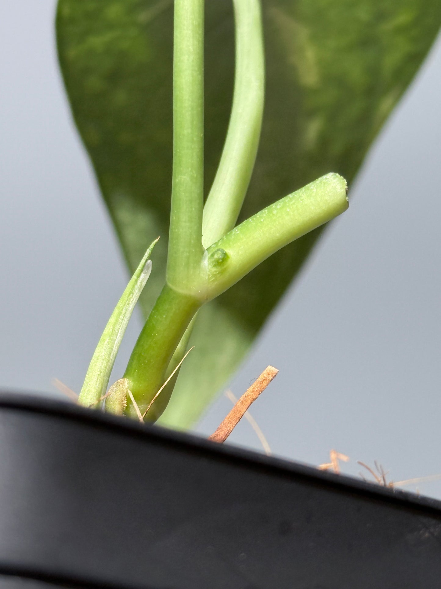 スキンダプサス レオパード / Scindapsus Leopard (1)