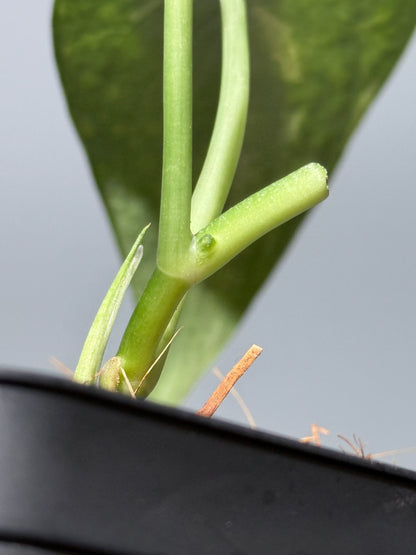 スキンダプサス レオパード / Scindapsus Leopard (1)