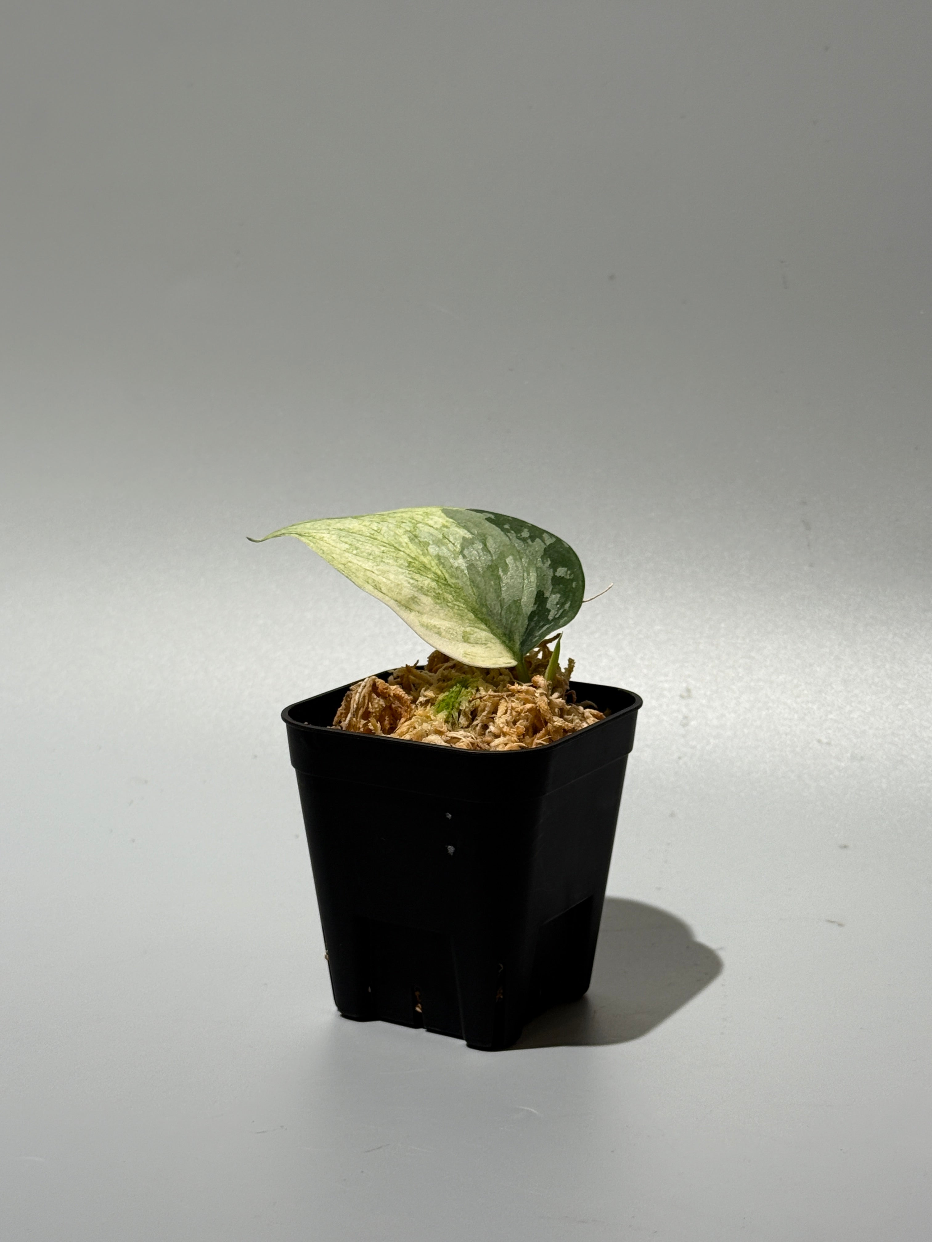 All Plants – Page 2 – Nakayama-Plants