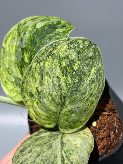 スキンダプサス テンバガ  / Scindapsus Tembaga (2)