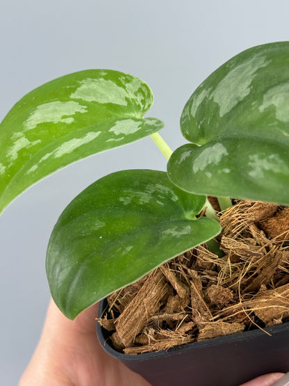 スキンダプサス エキゾチカ グローシ sp.サラワク / Scindapsus exotica glosy sp.serawak (3)