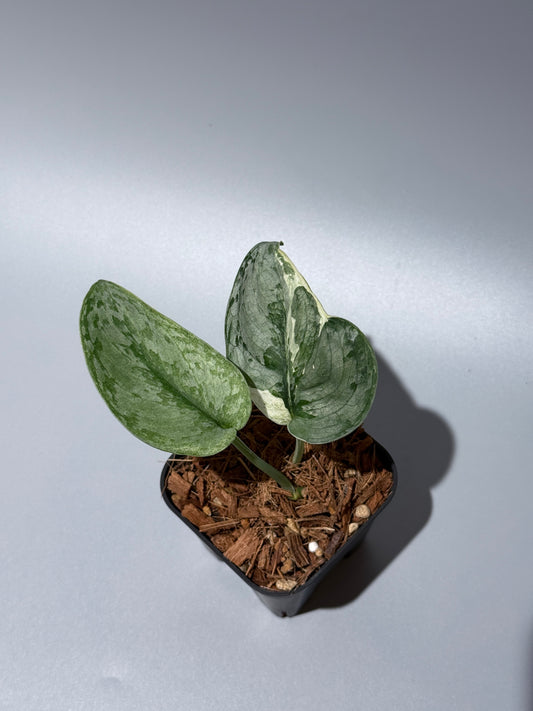 スキンダプサス ニルマラ / Scindapsus nirmala (1)