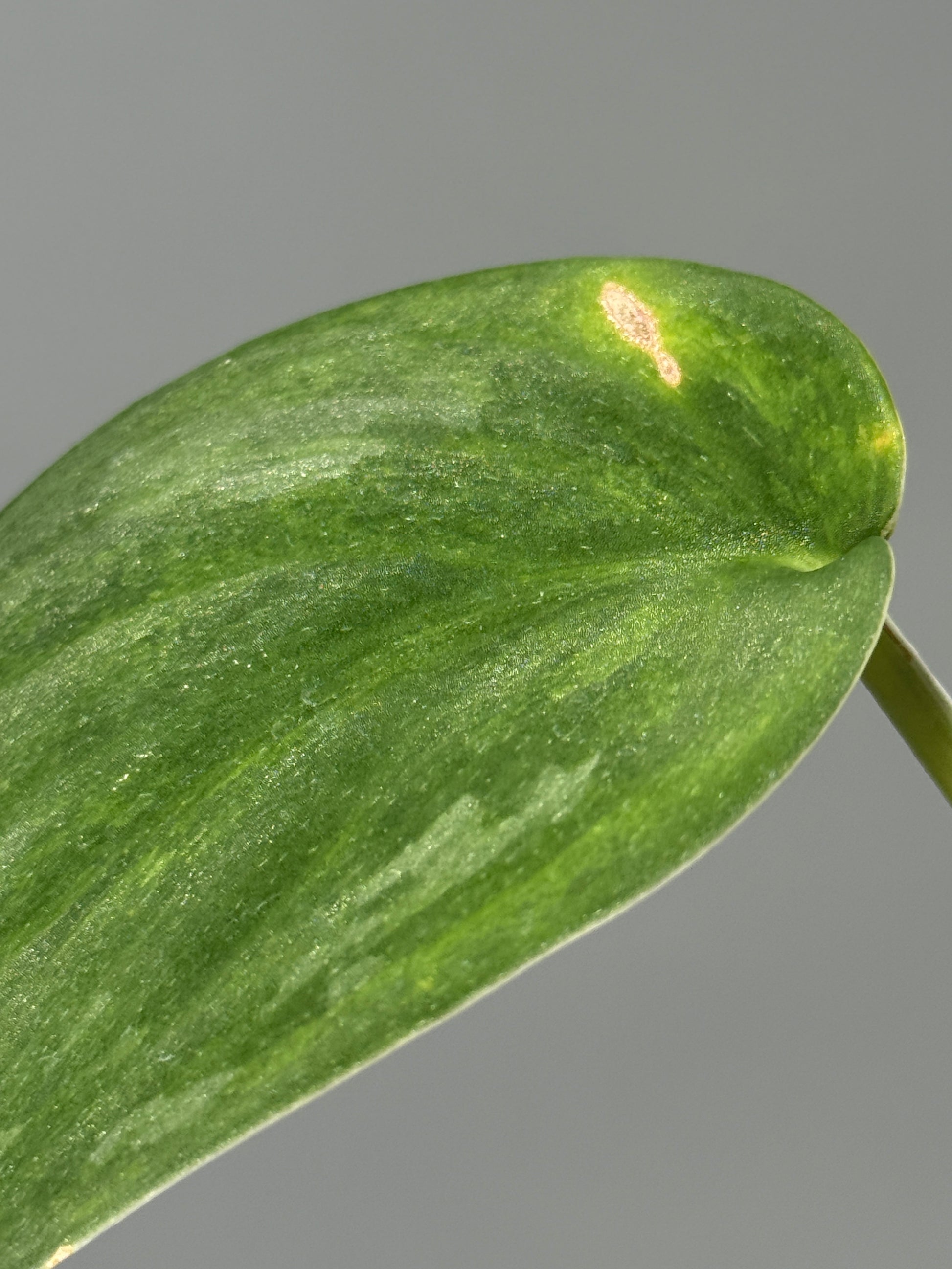 スキンダプサス グリーン エメラルド / Scindapsus green emerald (1)