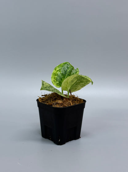 スキンダプサス テンバガ  / Scindapsus Tembaga (3)