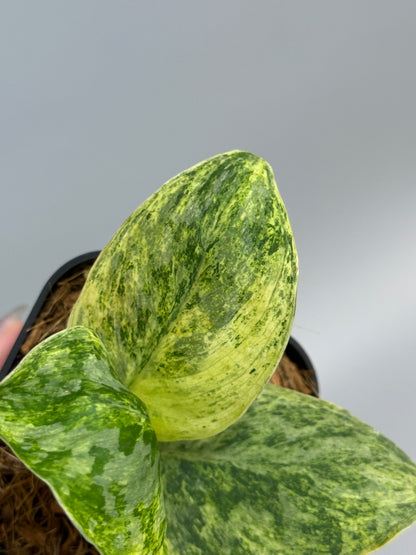 スキンダプサス テンバガ  / Scindapsus Tembaga (3)