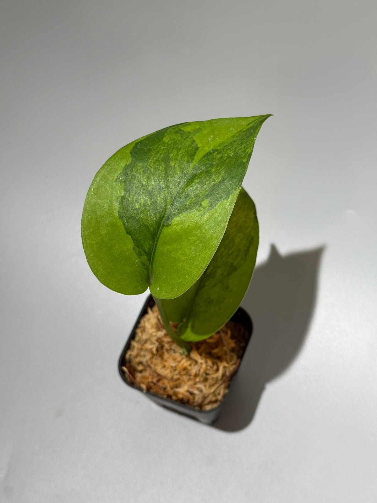 スキンダプサス ジェイドサテン エメラルド トリカラー ハーフムーン  / Scindapsus Jadesatin emerald tricolor halimoon (2)